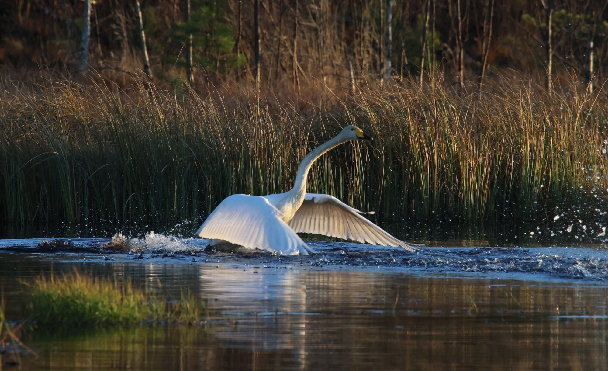 Valokuvaaja: Jaana Saarelainen