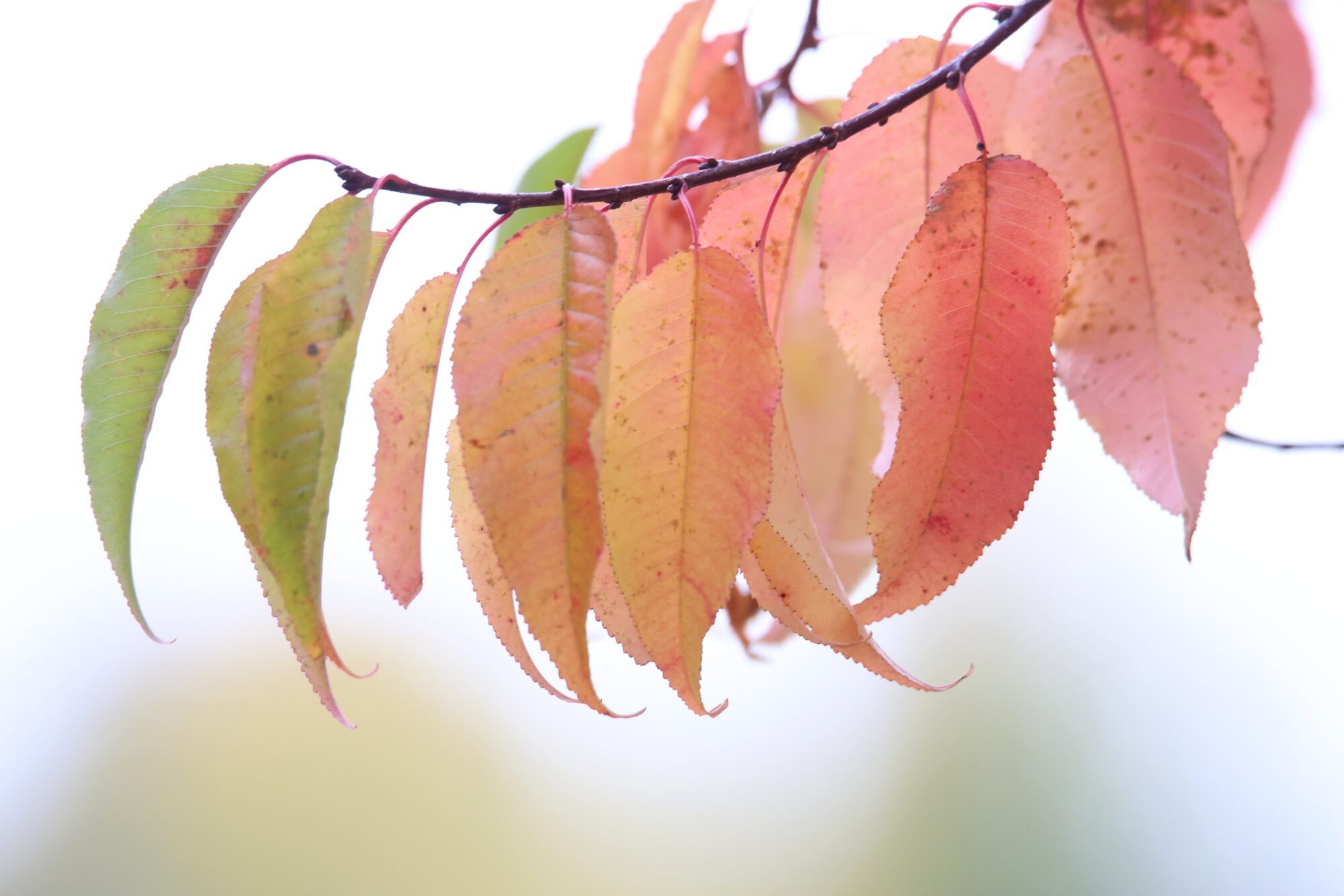 Valokuvaaja: Jaana Saarelainen