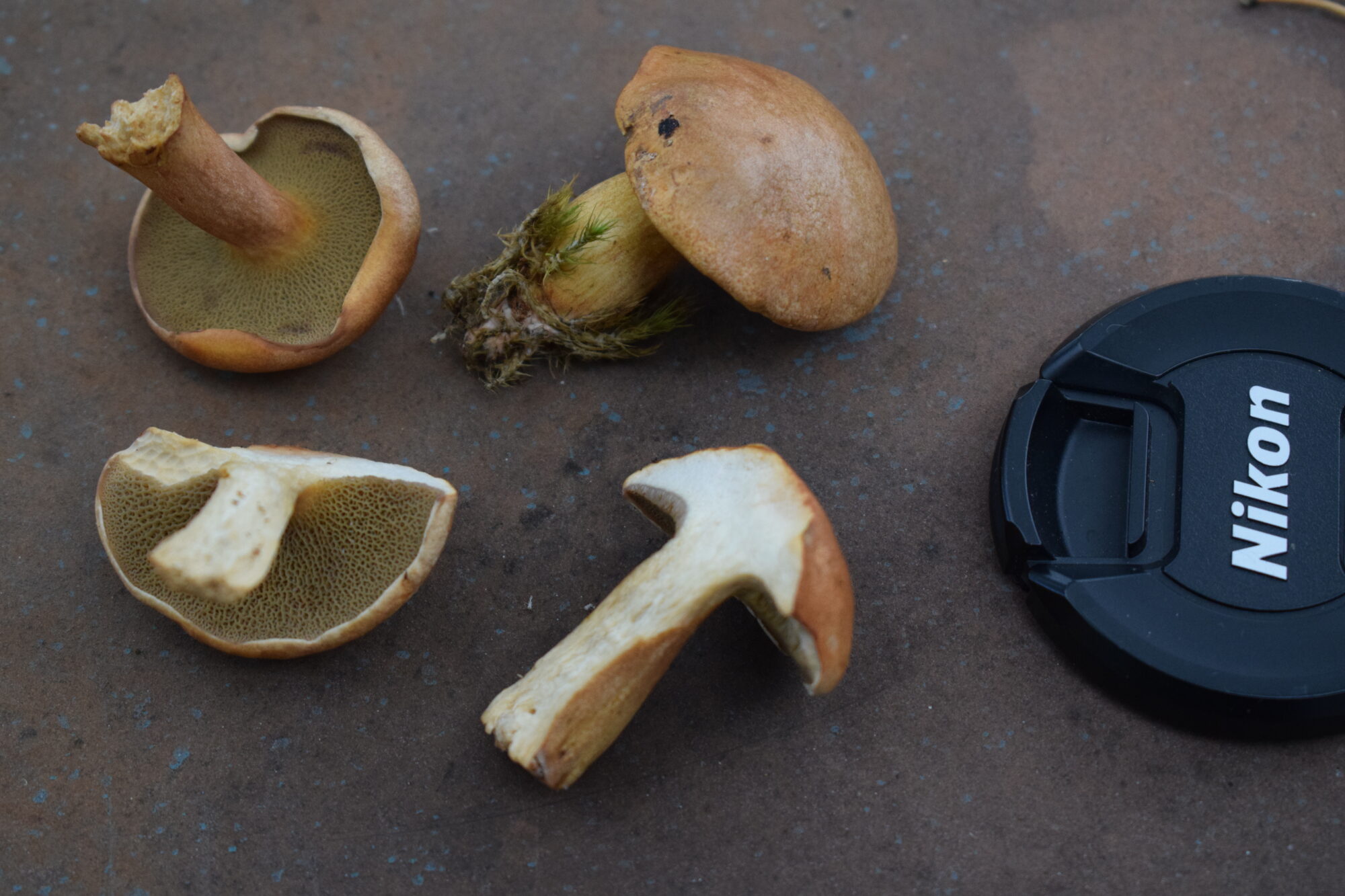 Valokuvaaja: merja enne