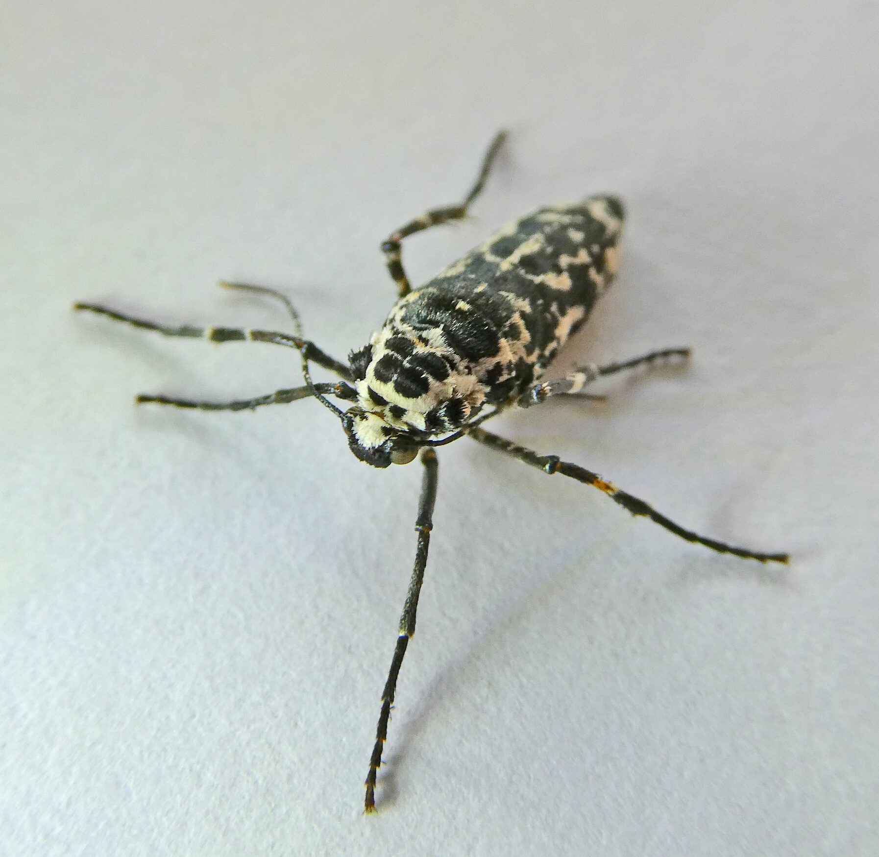 Valokuvaaja: Eino Lappalainen