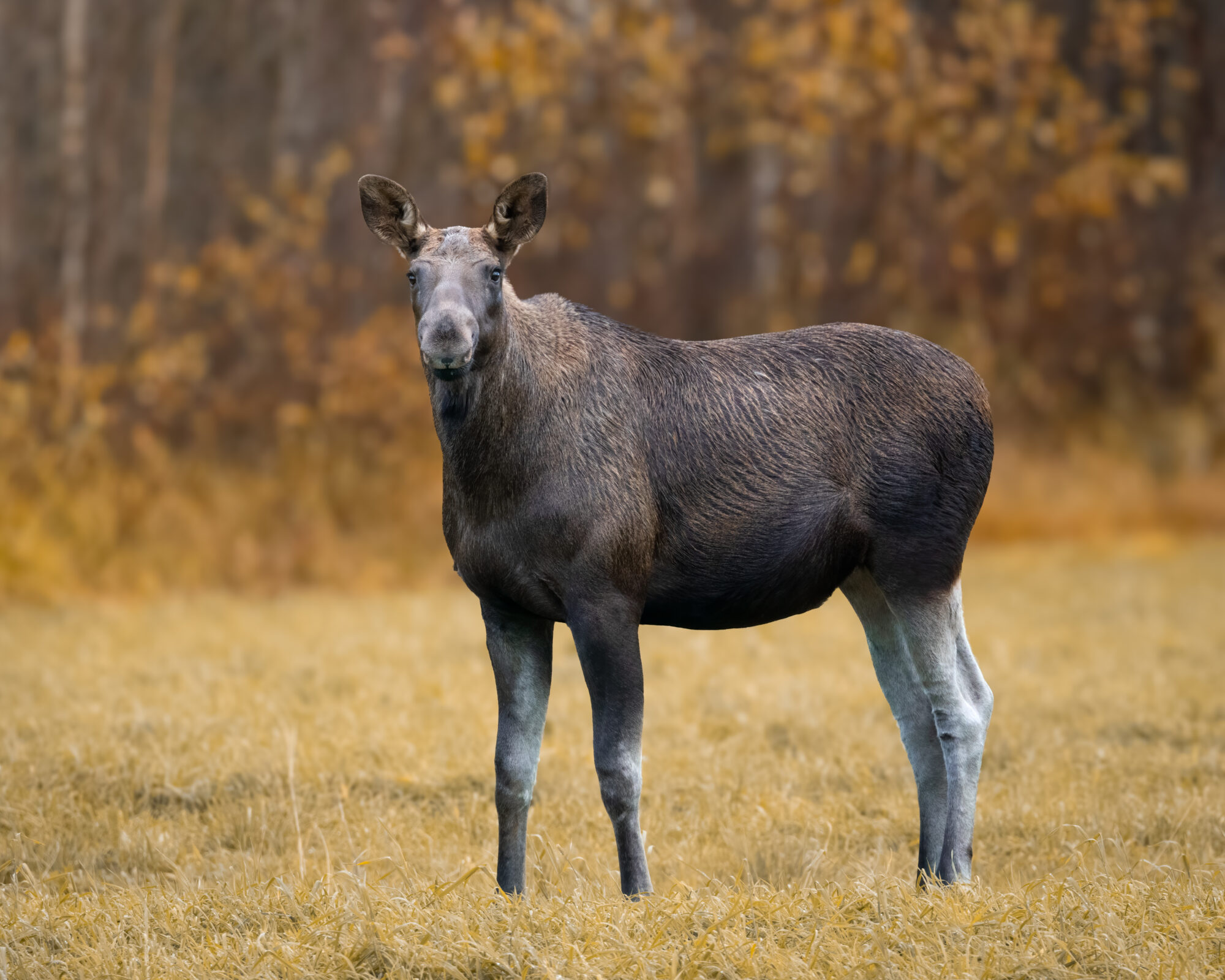 Valokuvaaja: Laura Lehtola
