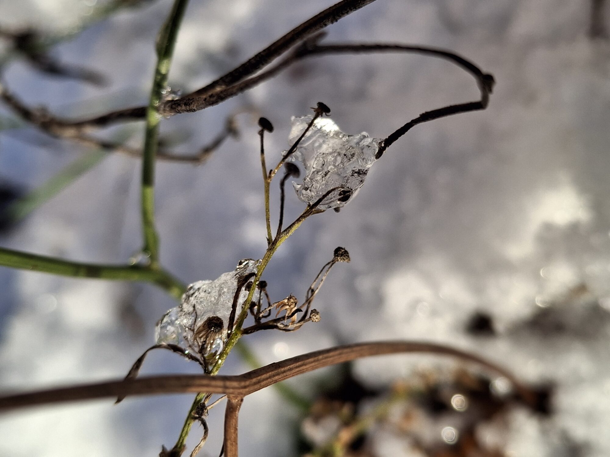 Valokuvaaja: Satu Suuntala