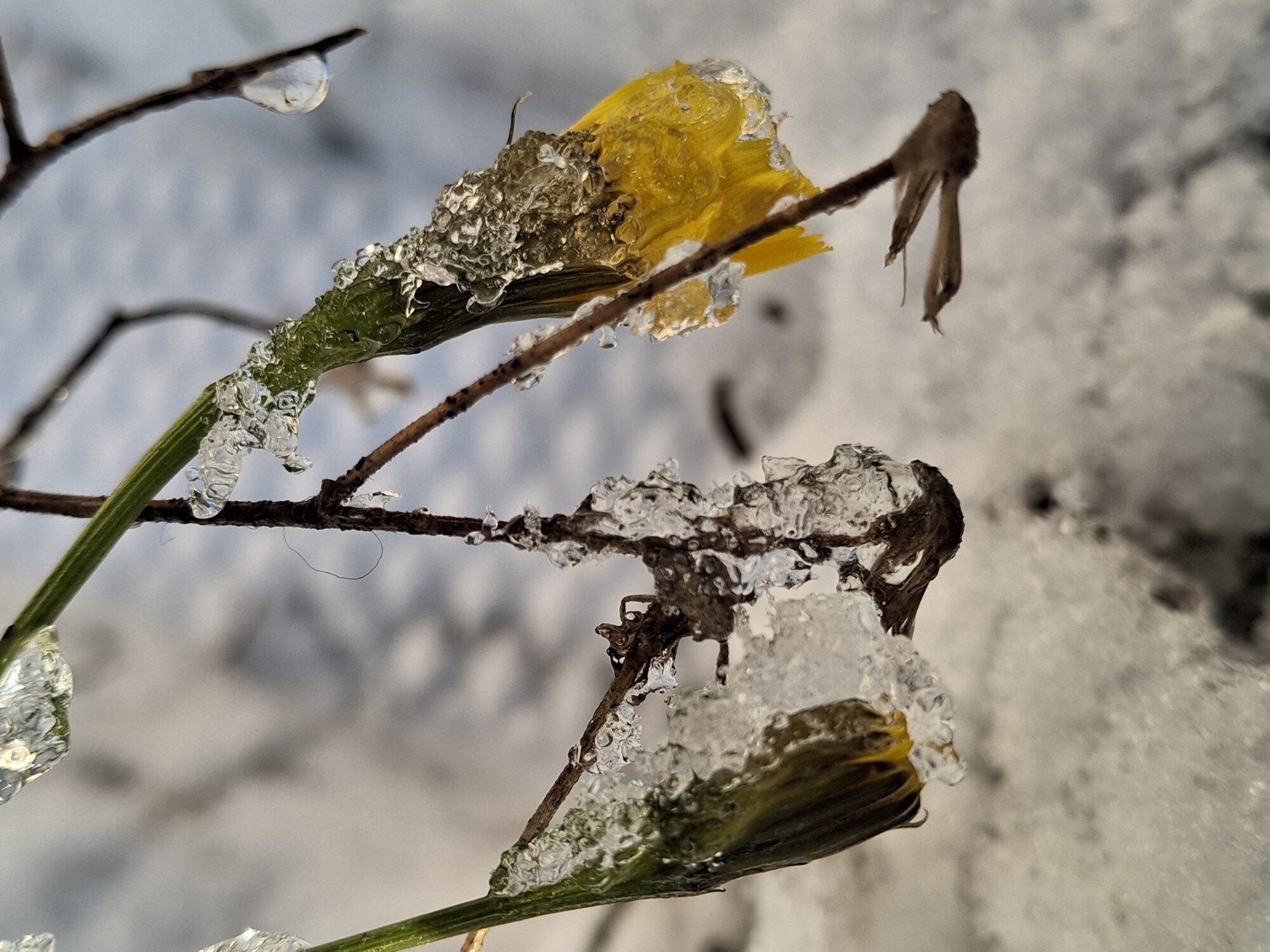 Valokuvaaja: Satu Suuntala