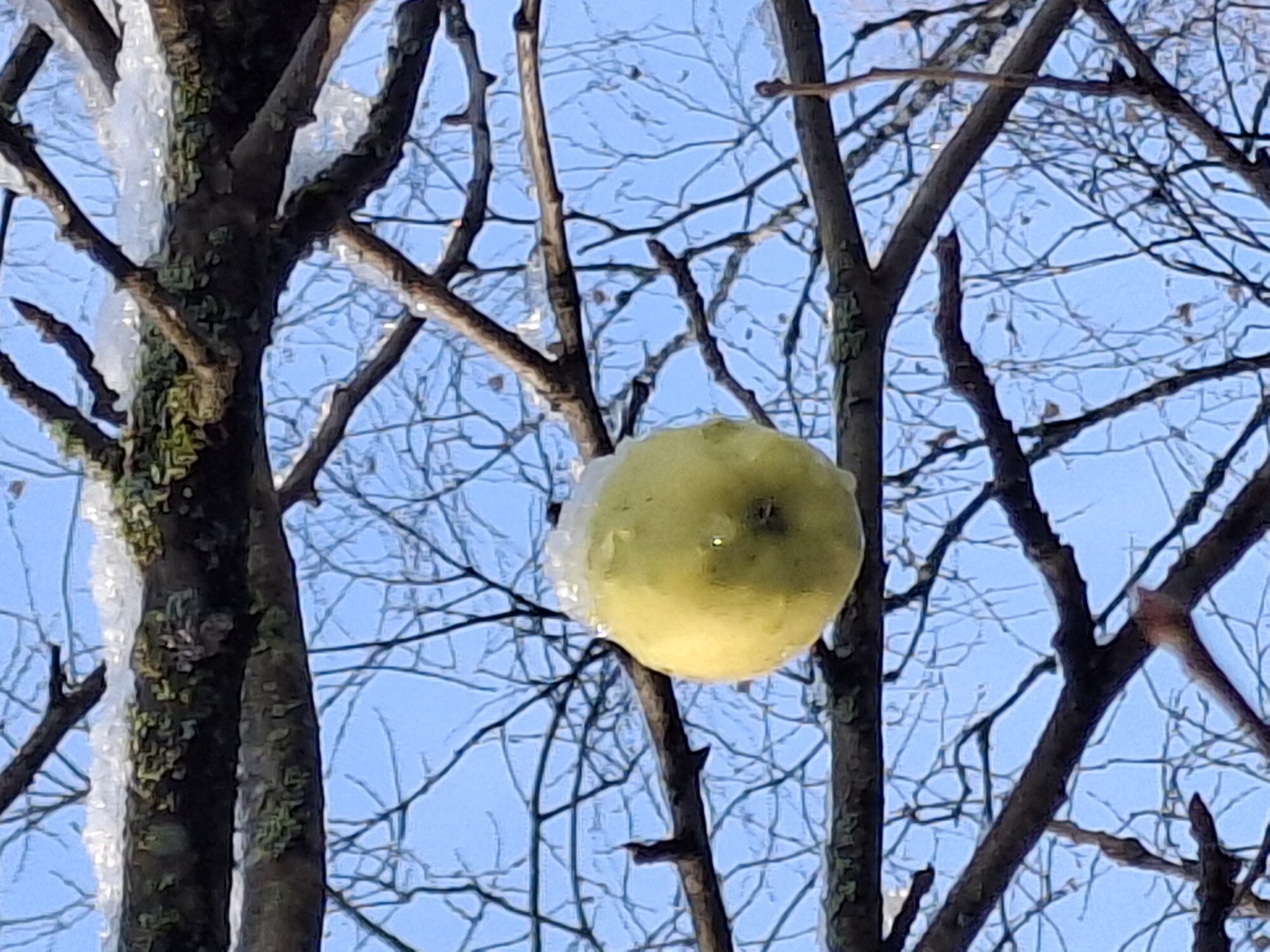 Valokuvaaja: Satu Suuntala