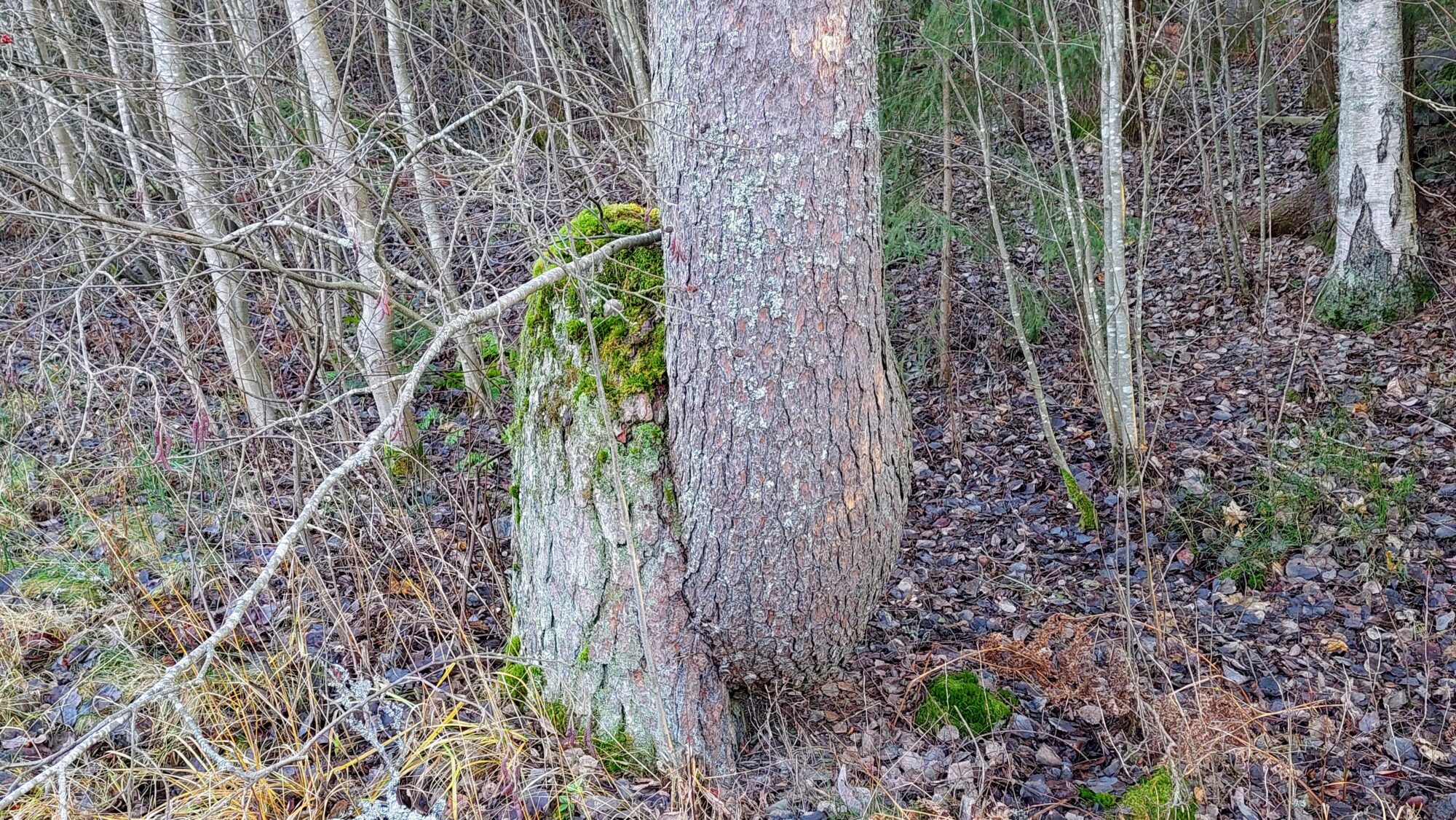 Valokuvaaja: Tarja Naukkarinen Valokuvaaja: Tarja Naukkarinen