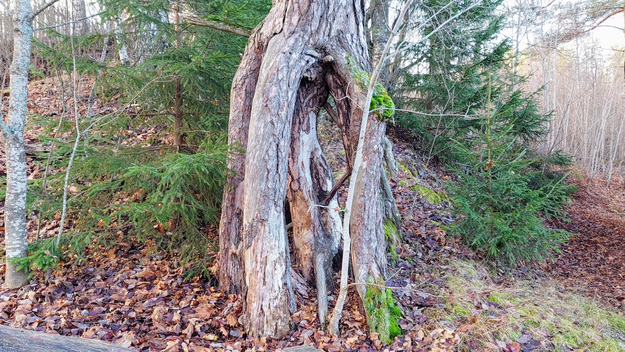 Valokuvaaja: Tarja Naukkarinen