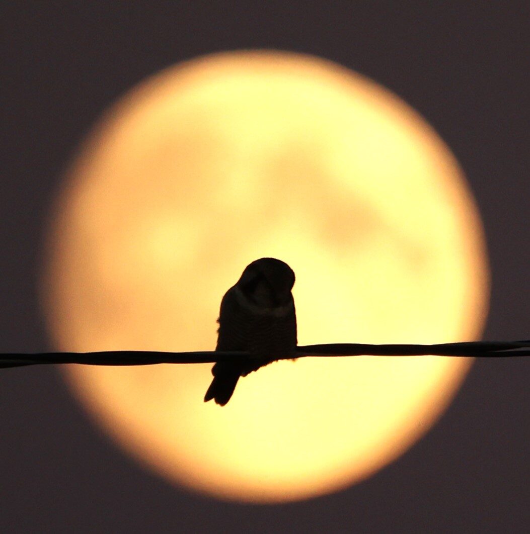 Valokuvaaja: Kaarina Heiskanen