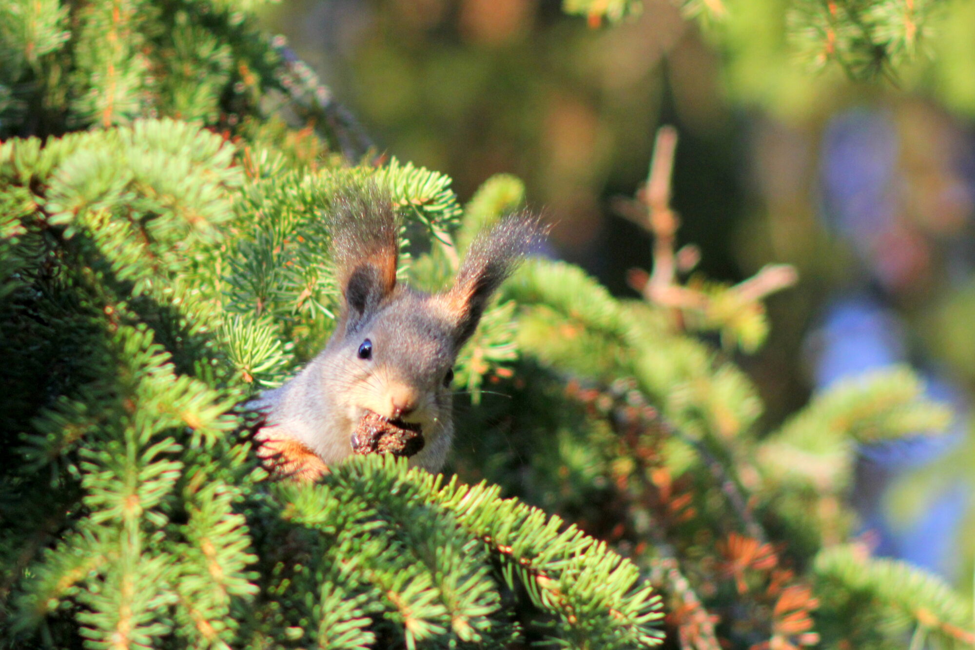 Valokuvaaja: Kaarlo Asikainen
