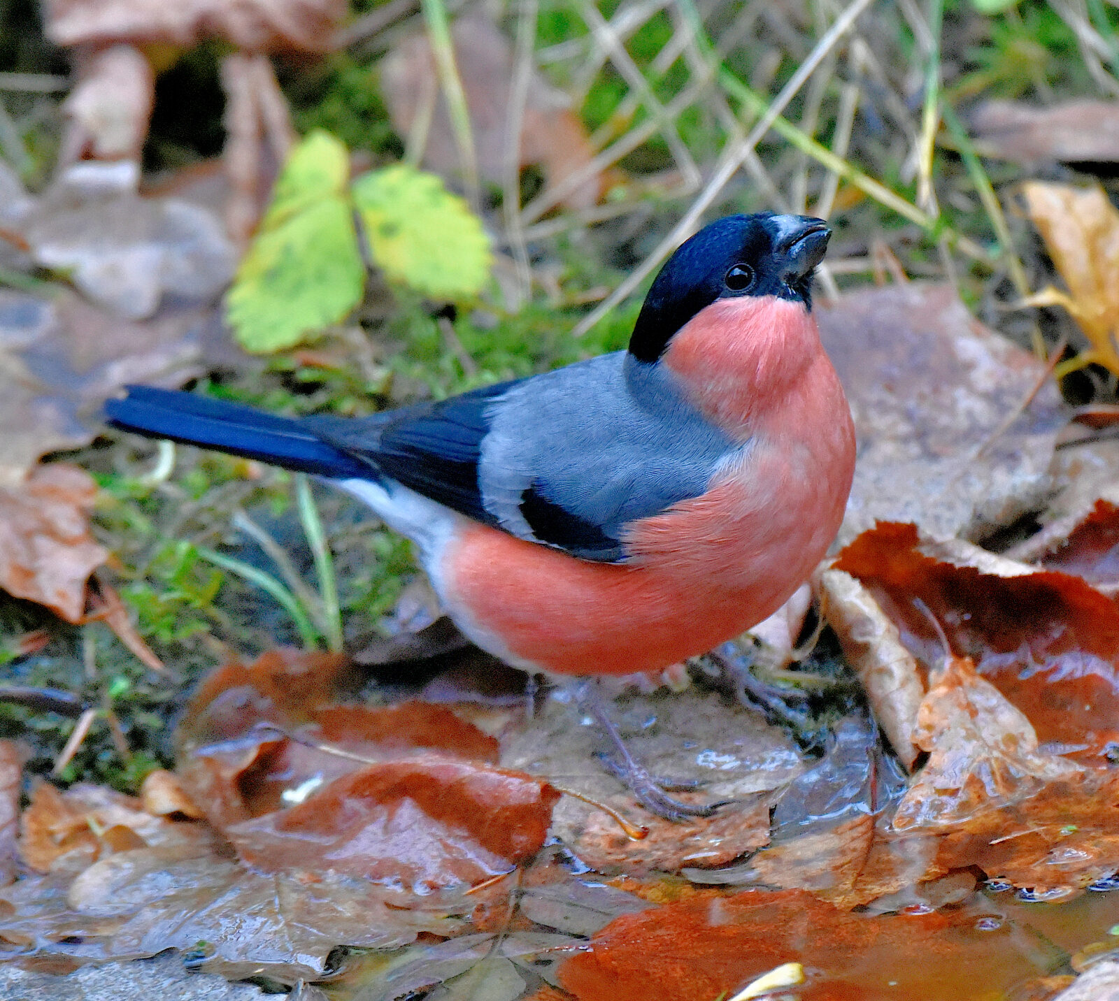 Valokuvaaja: Reijo Juurinen Valokuvaaja: Reijo Juurinen