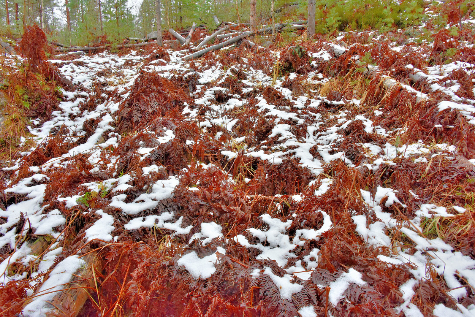 Valokuvaaja: Reijo Juurinen