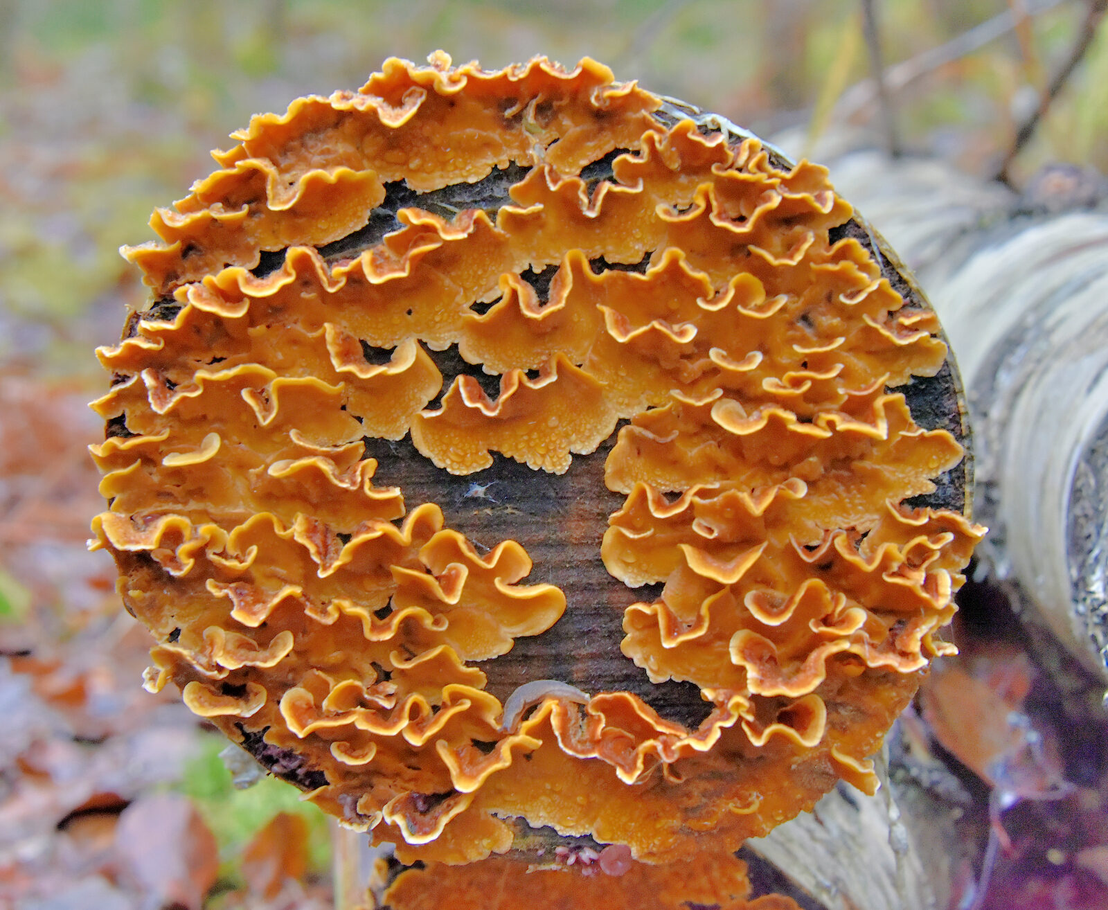 Valokuvaaja: Reijo Juurinen Valokuvaaja: Reijo Juurinen