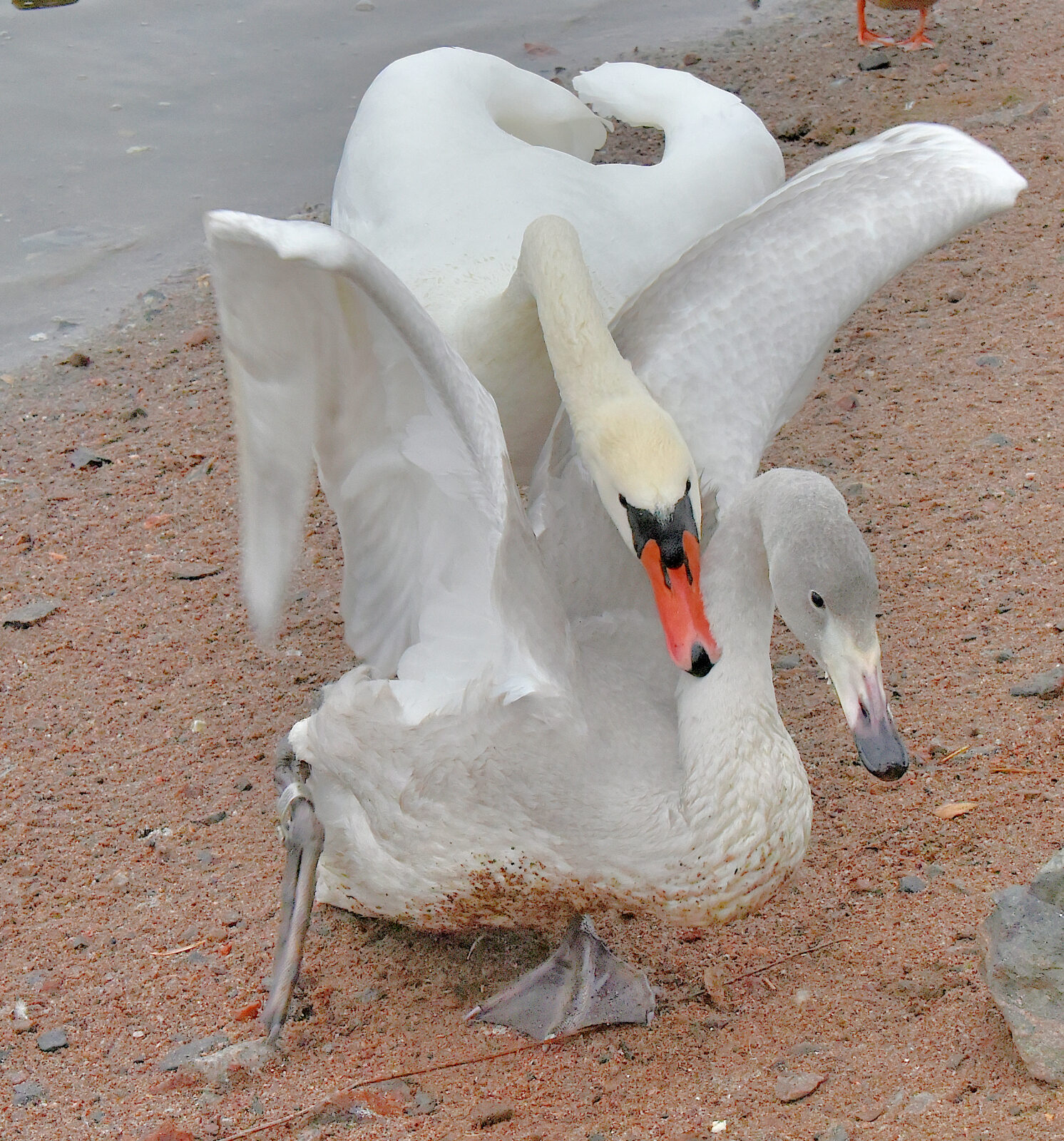 Valokuvaaja: Reijo Juurinen