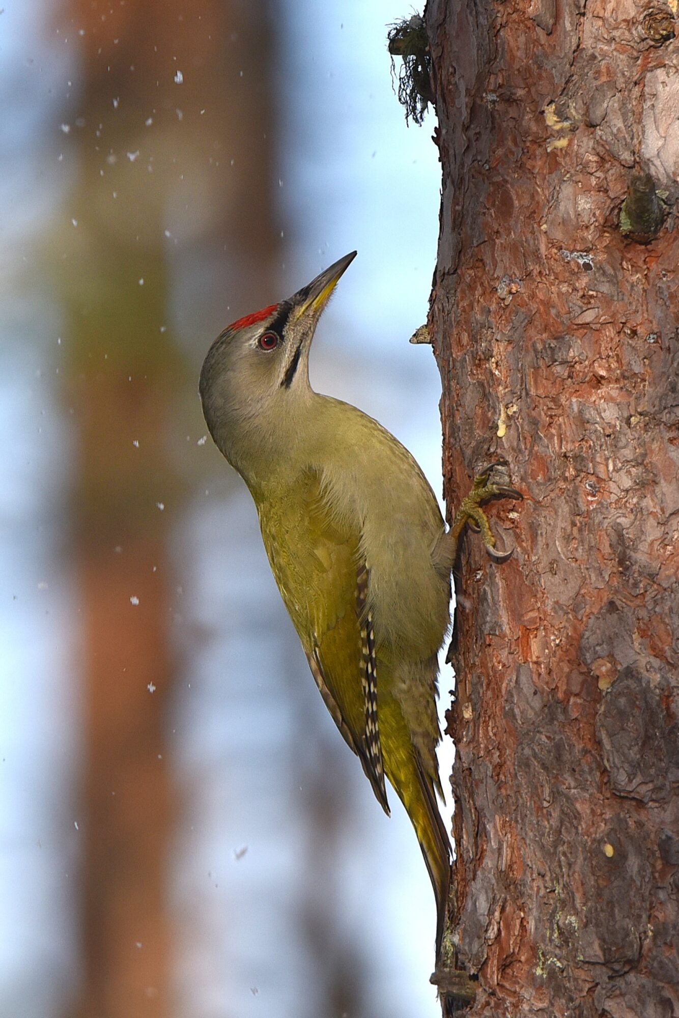 Valokuvaaja: Maarit Siitonen