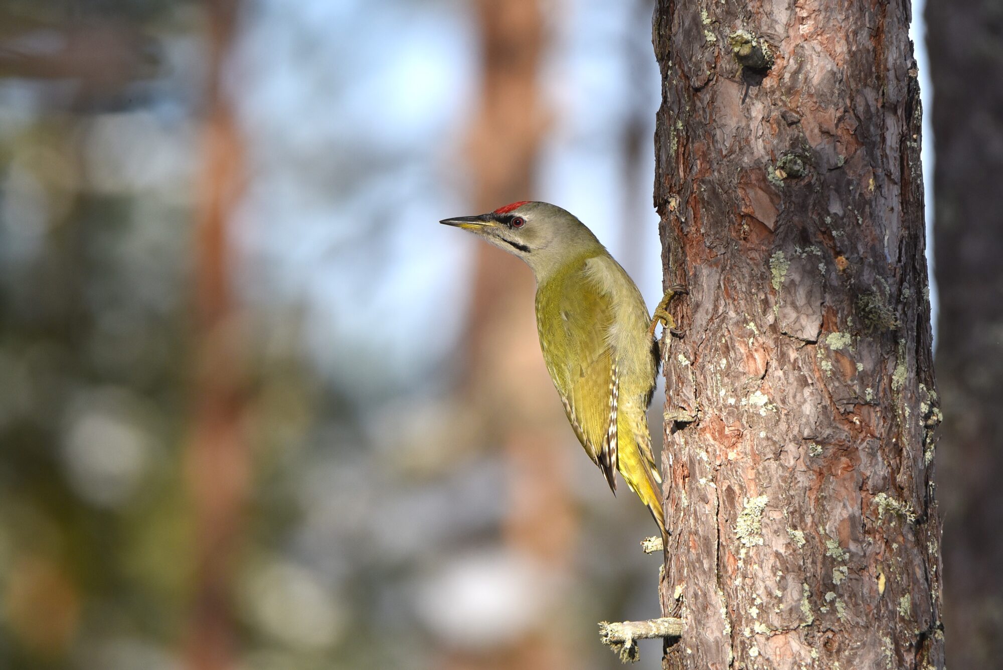 Valokuvaaja: Maarit Siitonen