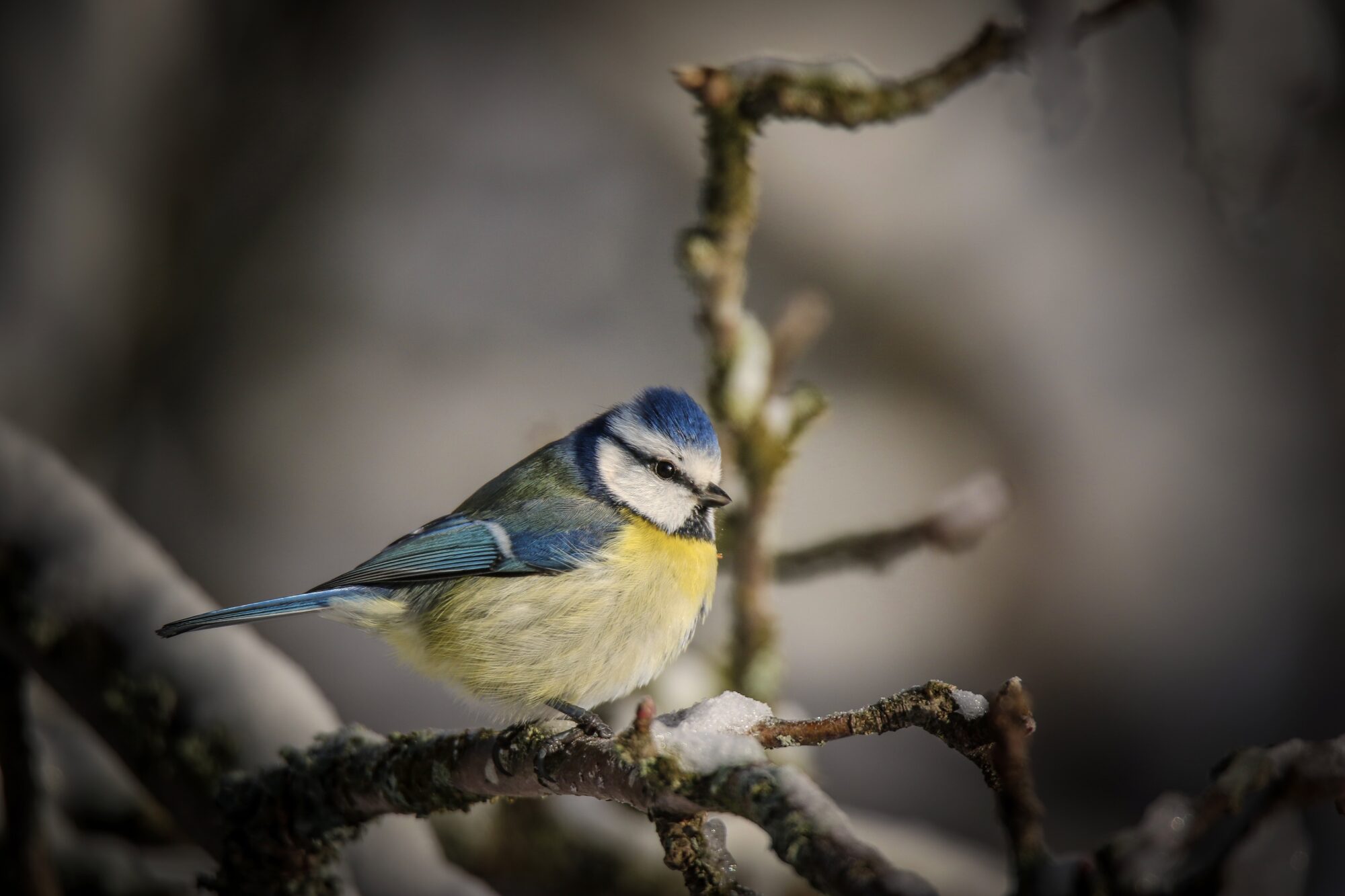 Valokuvaaja: Mikko Siikavesi