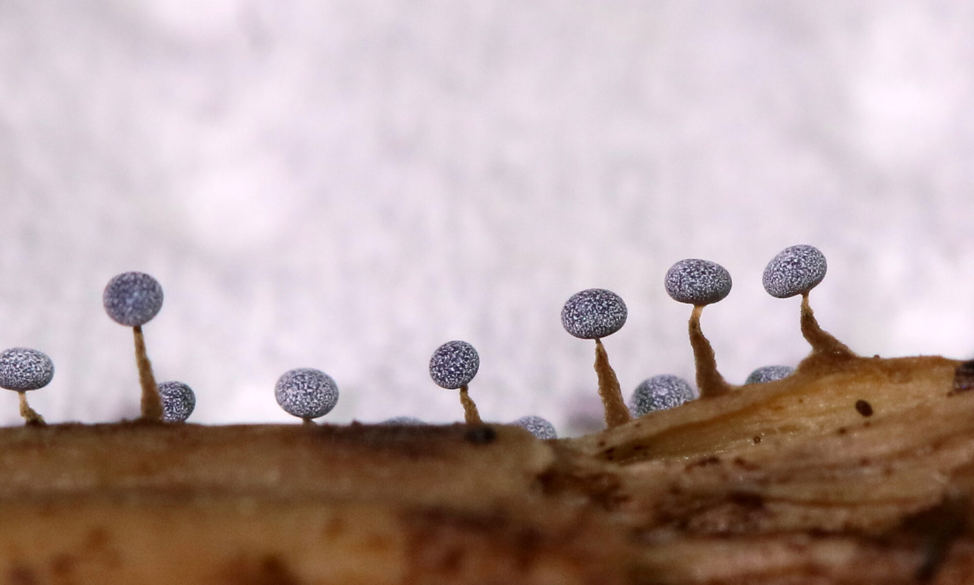 Valokuvaaja: Eija Soimola Valokuvaaja: Eija Soimola