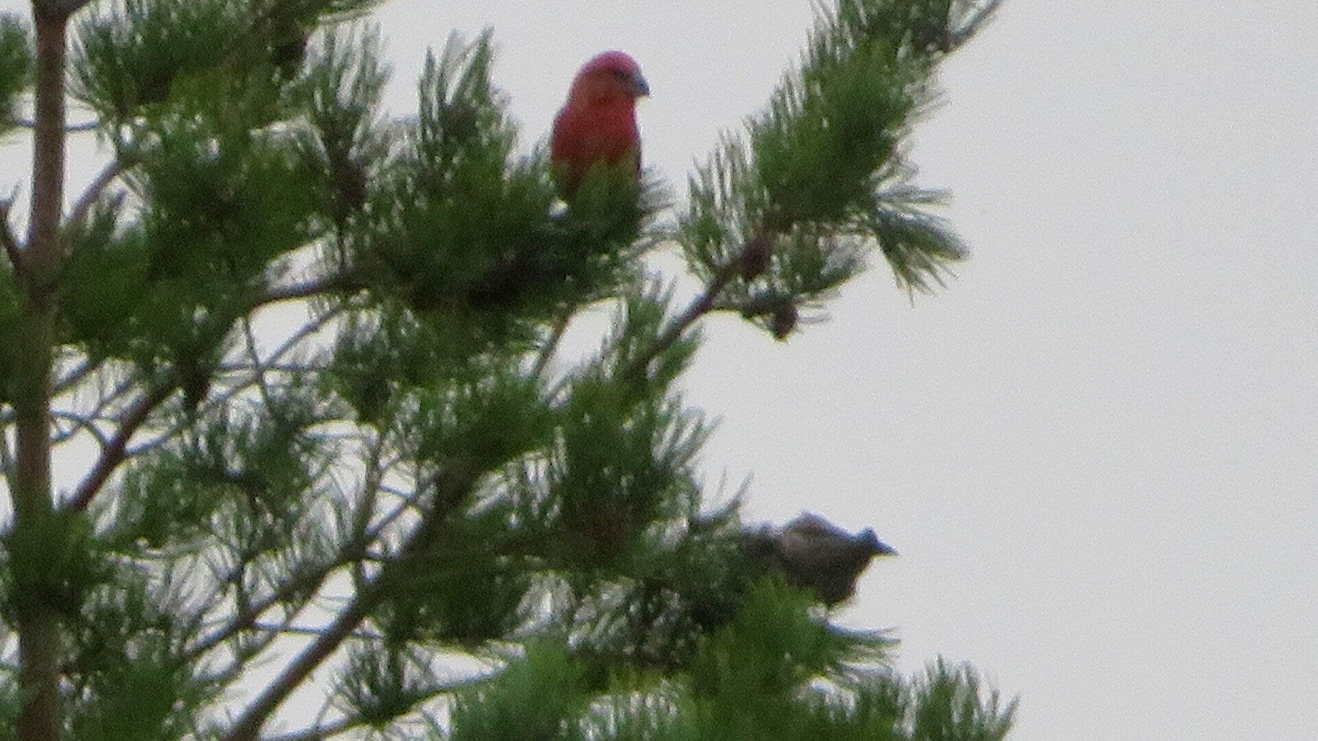 Valokuvaaja: Risto Kangassalo