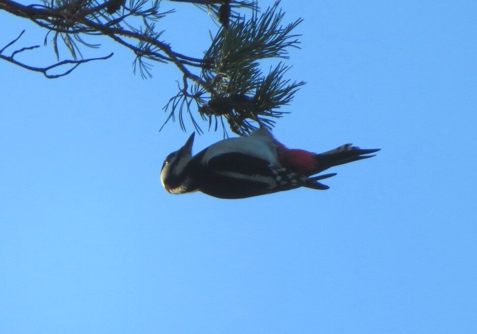 Valokuvaaja: Risto Kangassalo