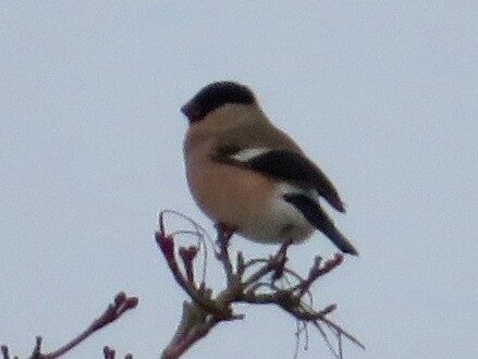Valokuvaaja: Risto Kangassalo