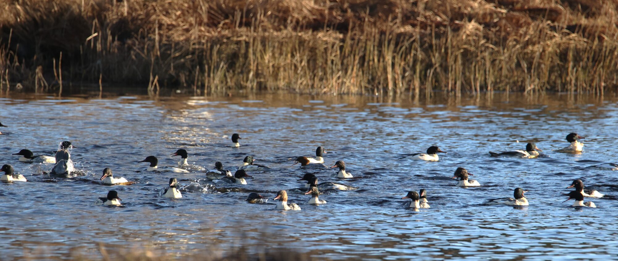 Valokuvaaja: Kaarina Heiskanen Valokuvaaja: Kaarina Heiskanen