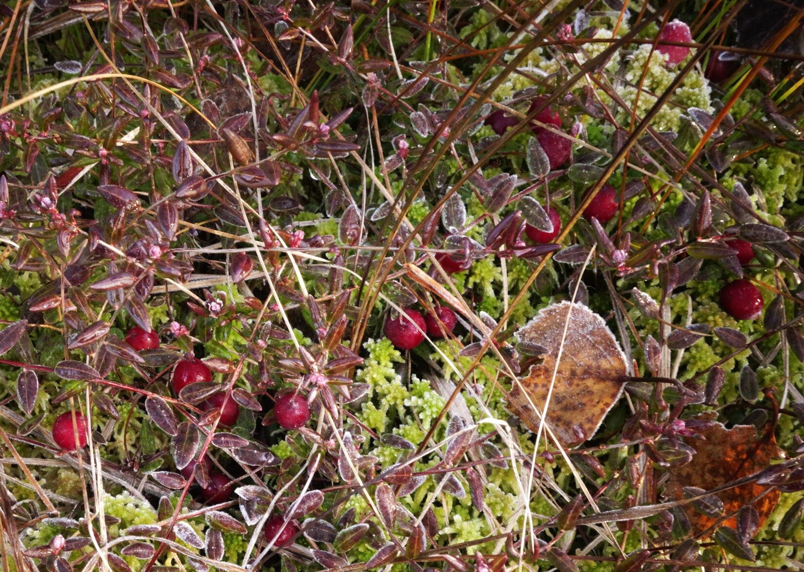 Valokuvaaja: Kaarina Heiskanen