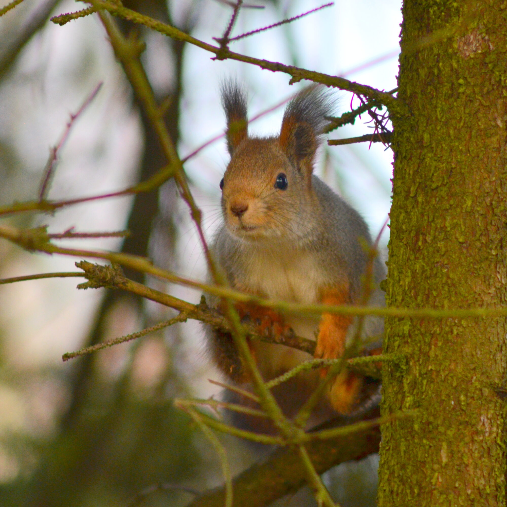 Valokuvaaja: Kaarlo Asikainen Valokuvaaja: Kaarlo Asikainen