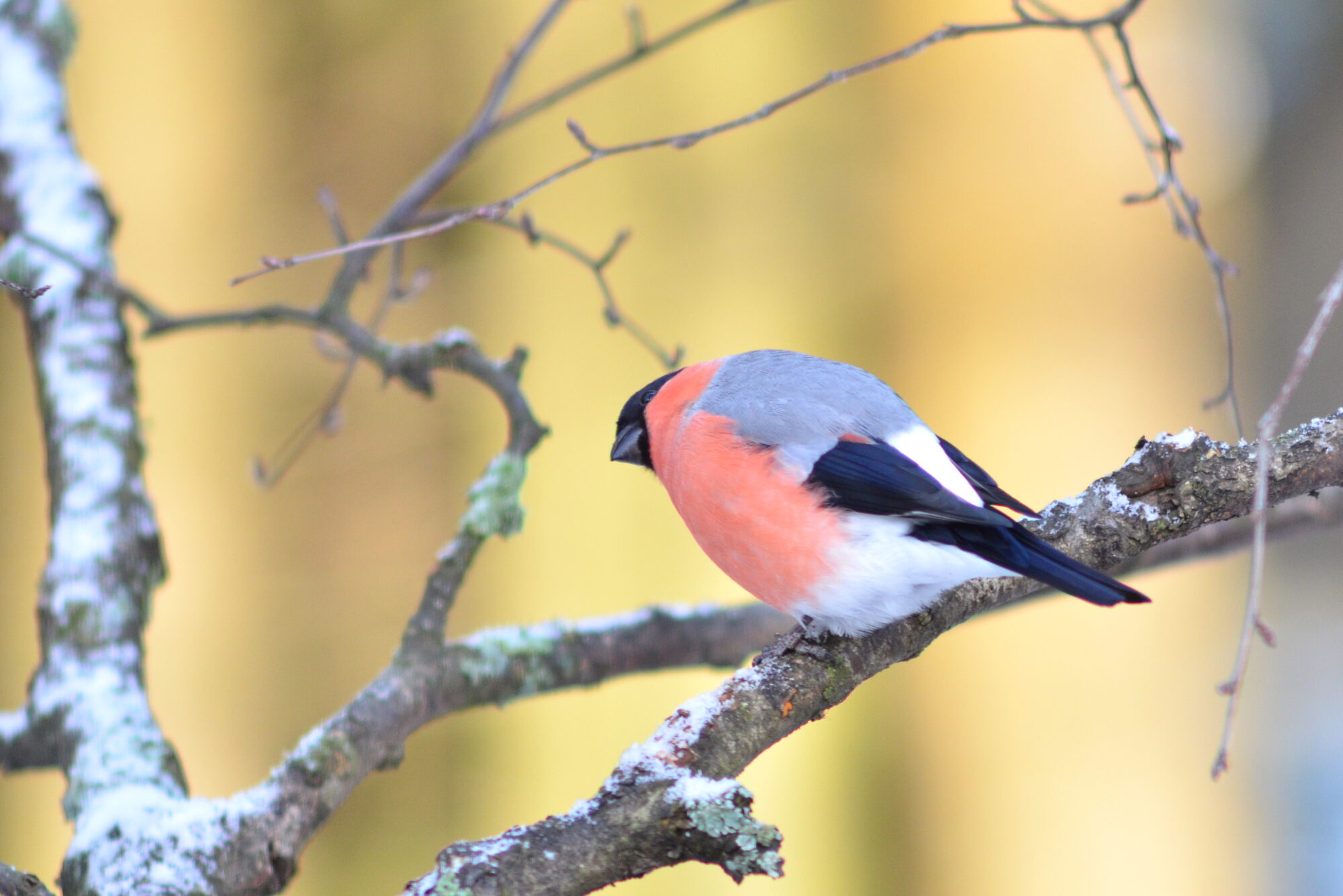 Valokuvaaja: Kaarlo Asikainen Valokuvaaja: Kaarlo Asikainen