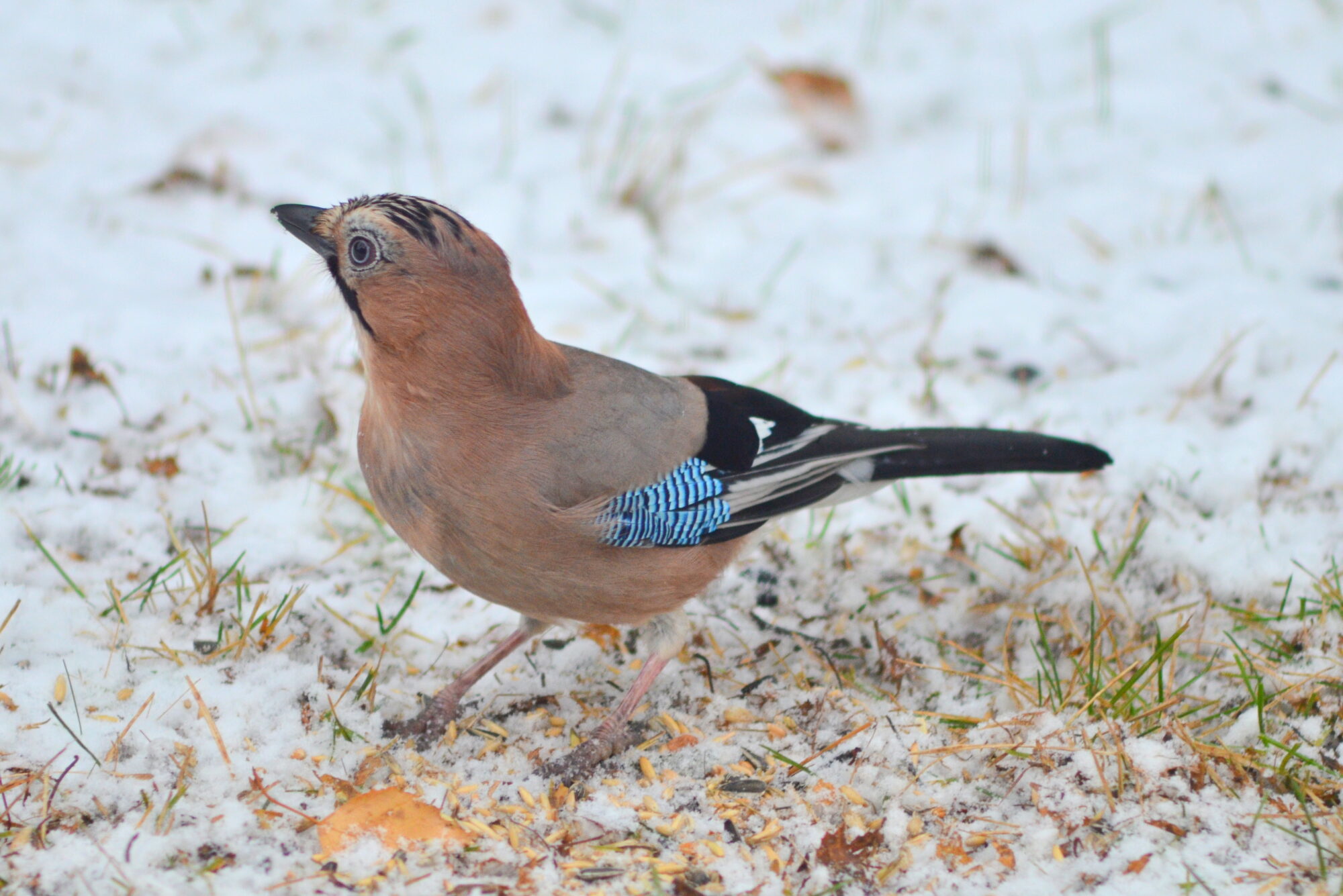 Valokuvaaja: Kaarlo Asikainen