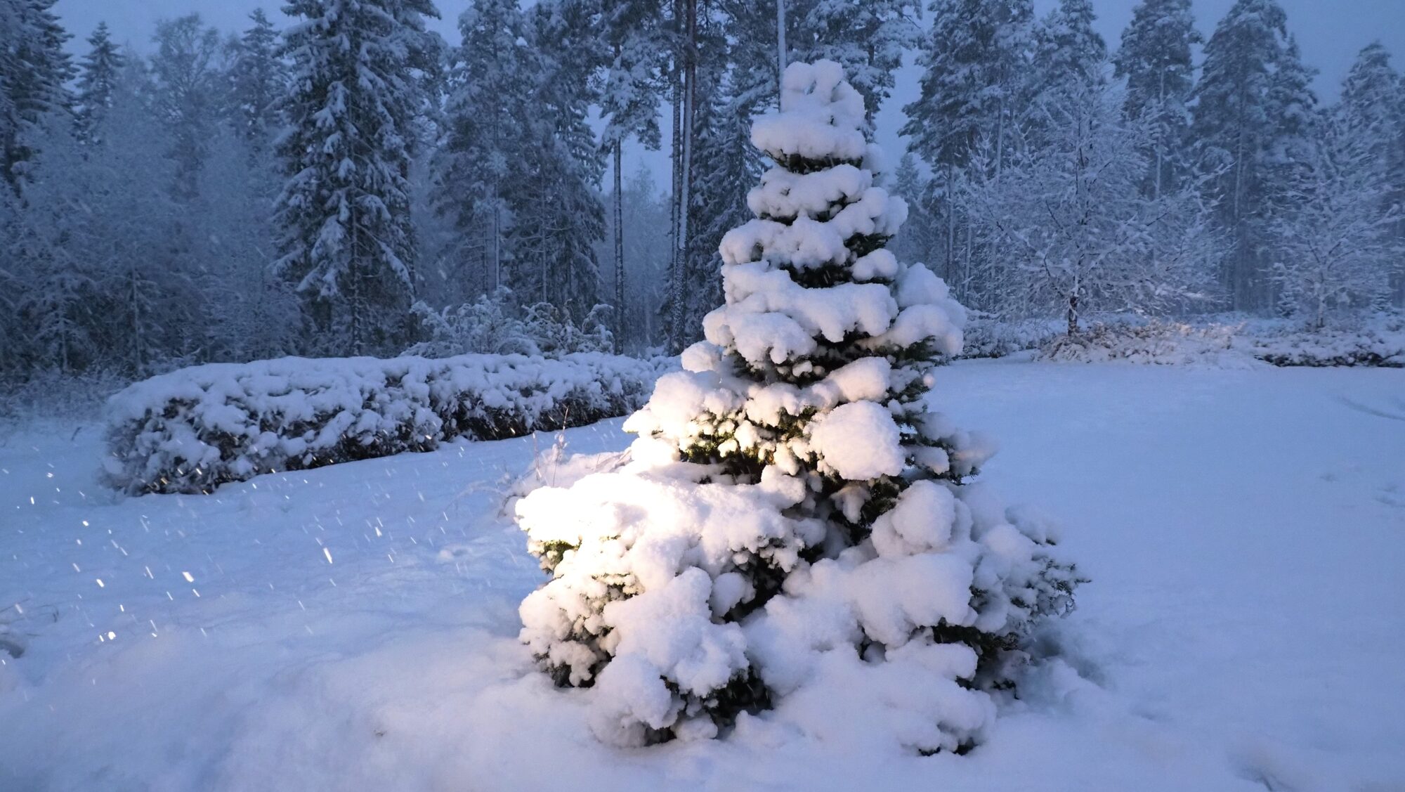 Valokuvaaja: Arja Valtonen Valokuvaaja: Arja Valtonen