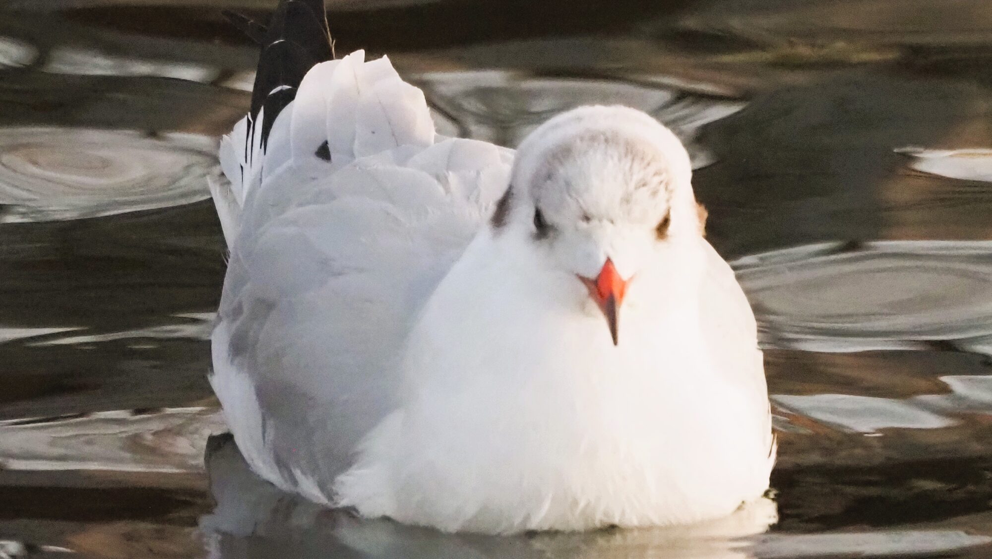 Valokuvaaja: Arja Valtonen