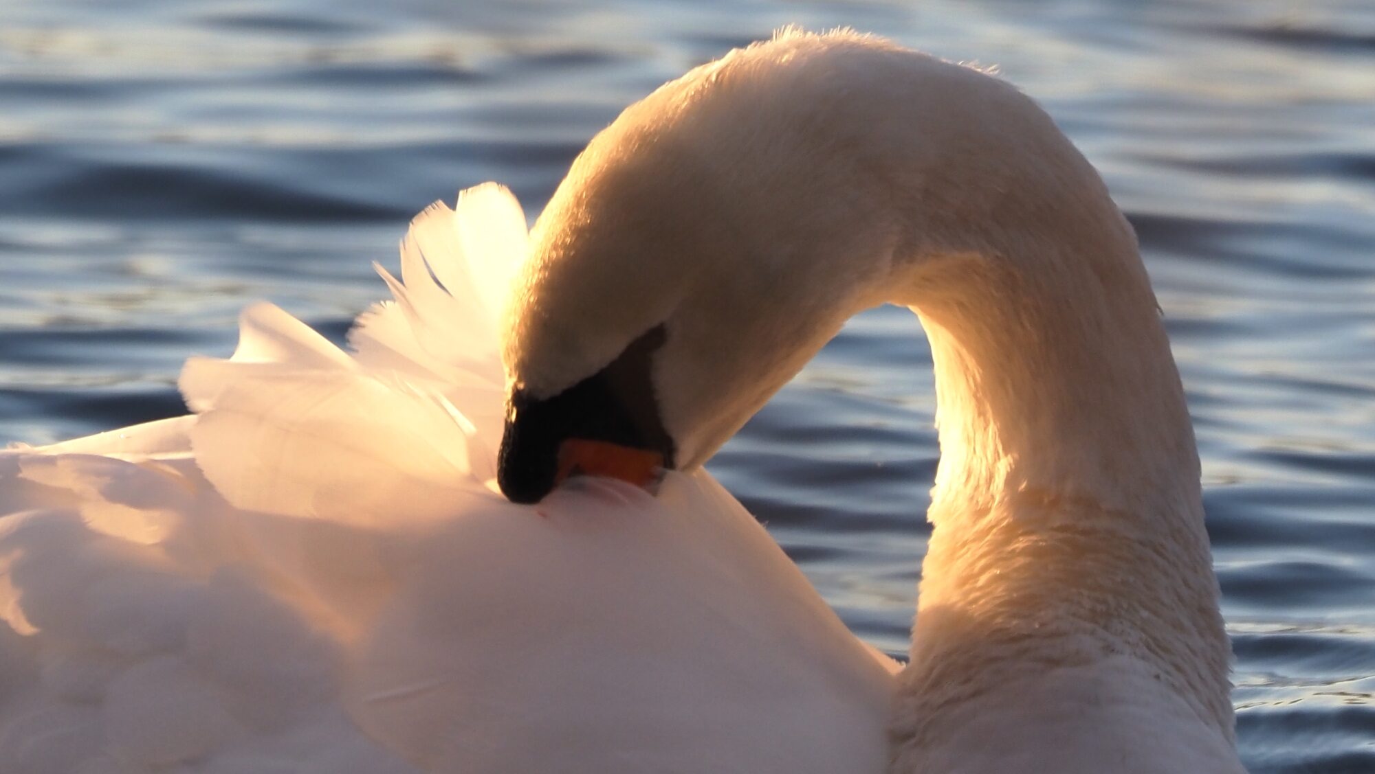 Valokuvaaja: Arja Valtonen