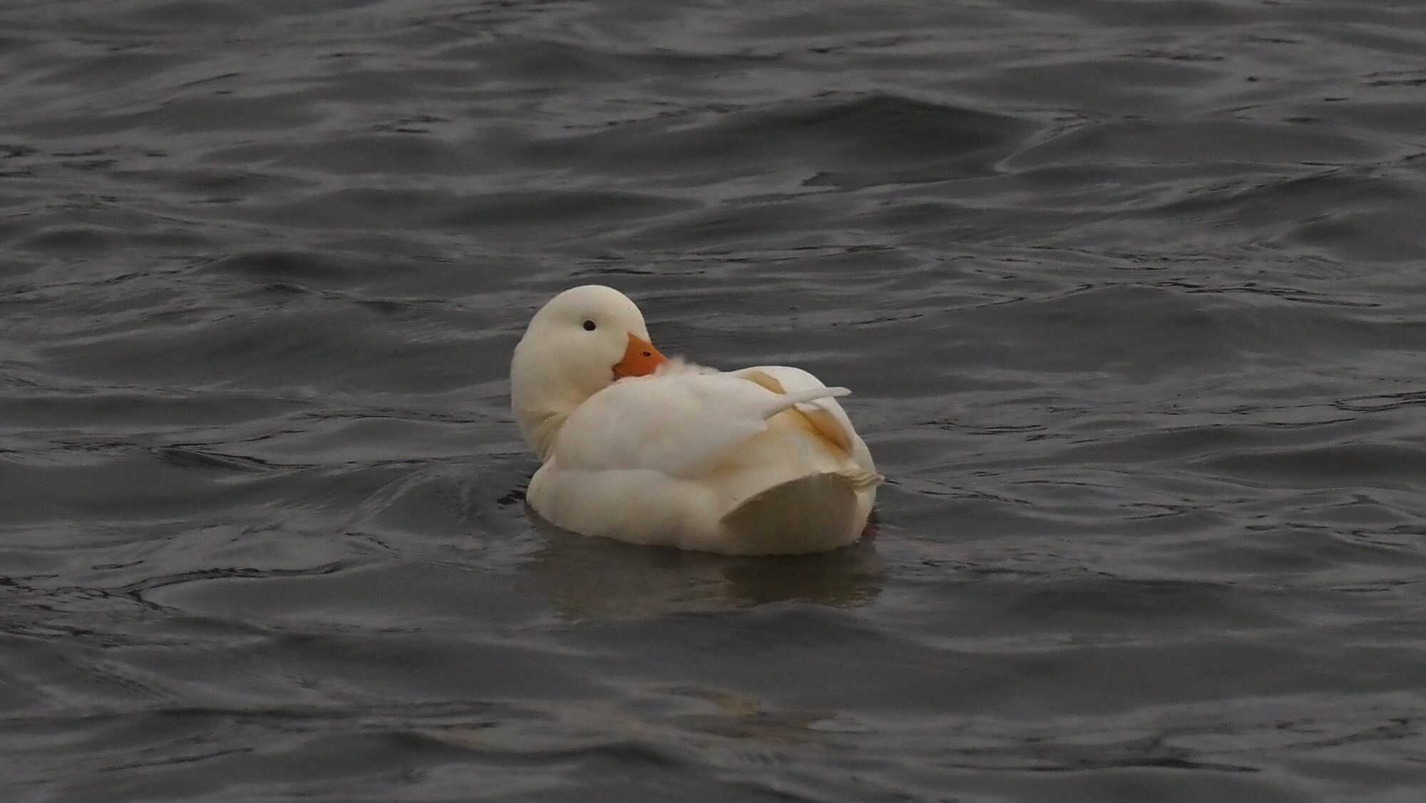 Valokuvaaja: Arja Valtonen