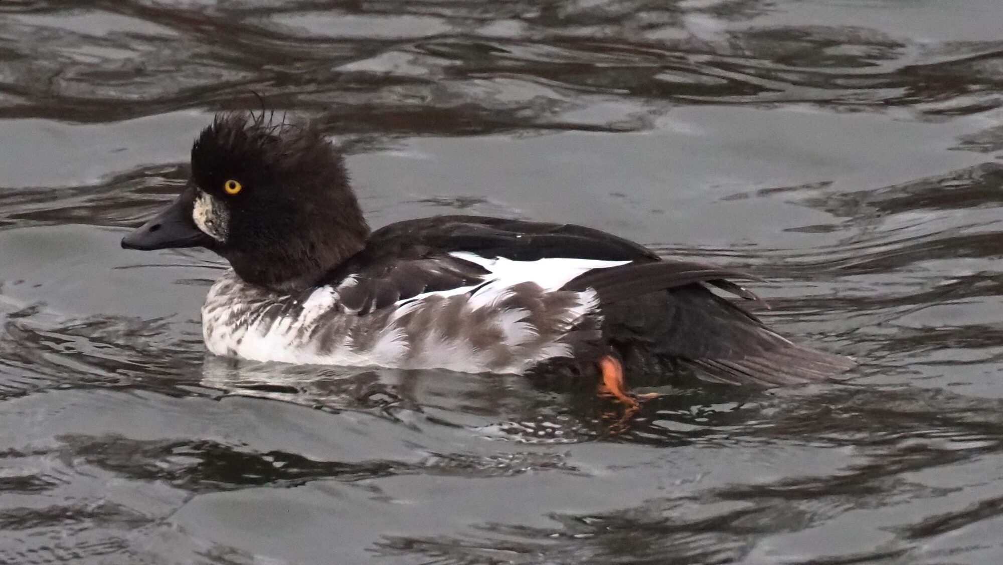 Valokuvaaja: Arja Valtonen