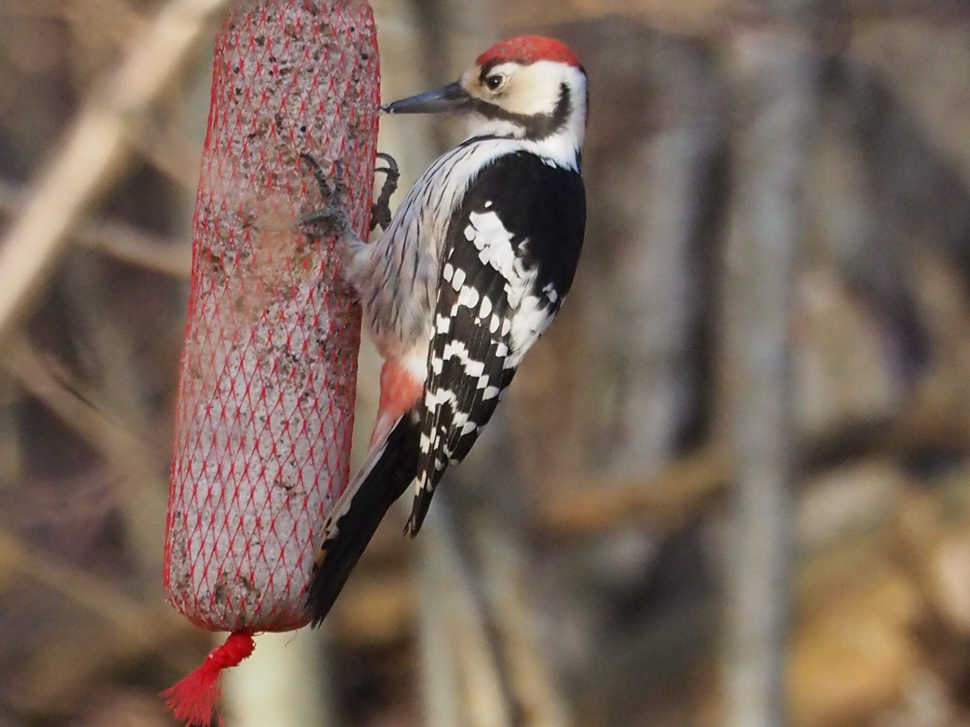 Valokuvaaja: Martti Valtonen