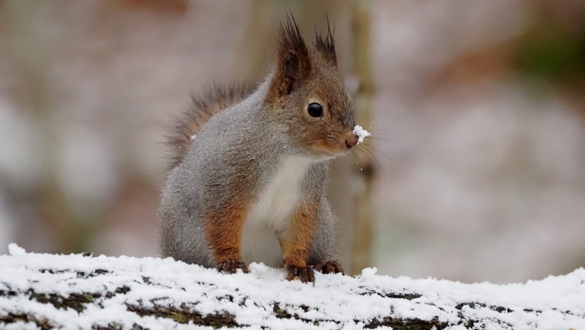 Valokuvaaja: Arja Valtonen