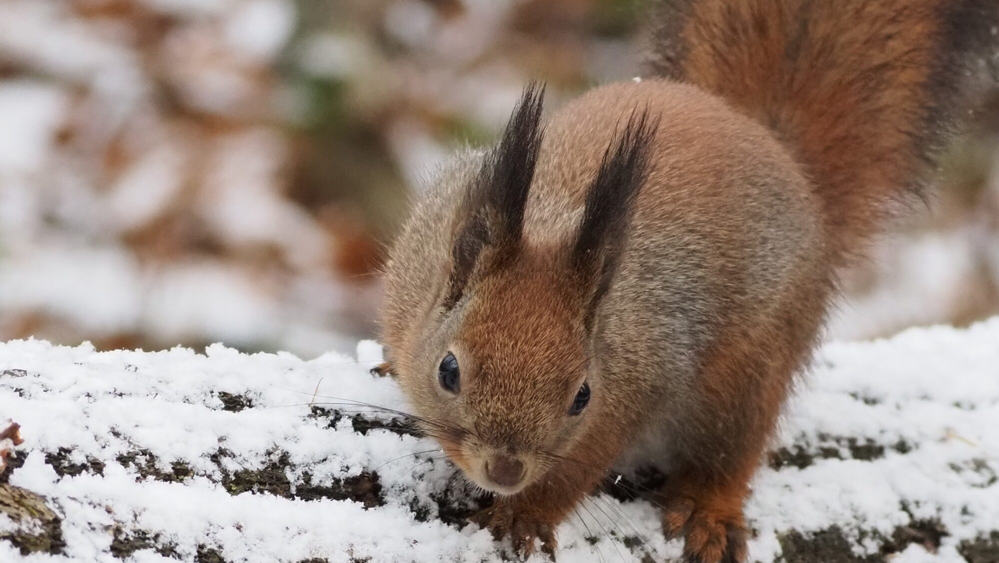 Valokuvaaja: Arja Valtonen Valokuvaaja: Arja Valtonen