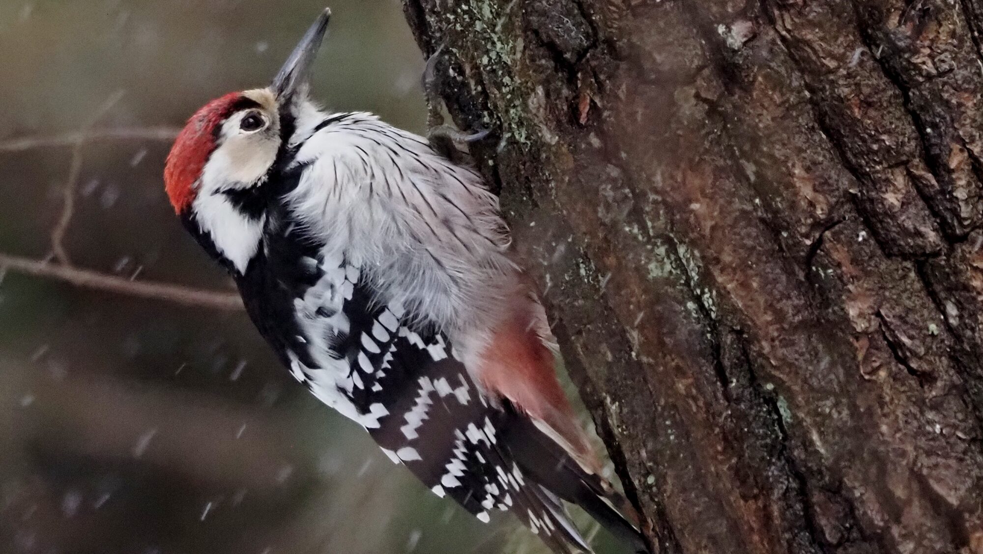 Valokuvaaja: Arja Valtonen Valokuvaaja: Arja Valtonen