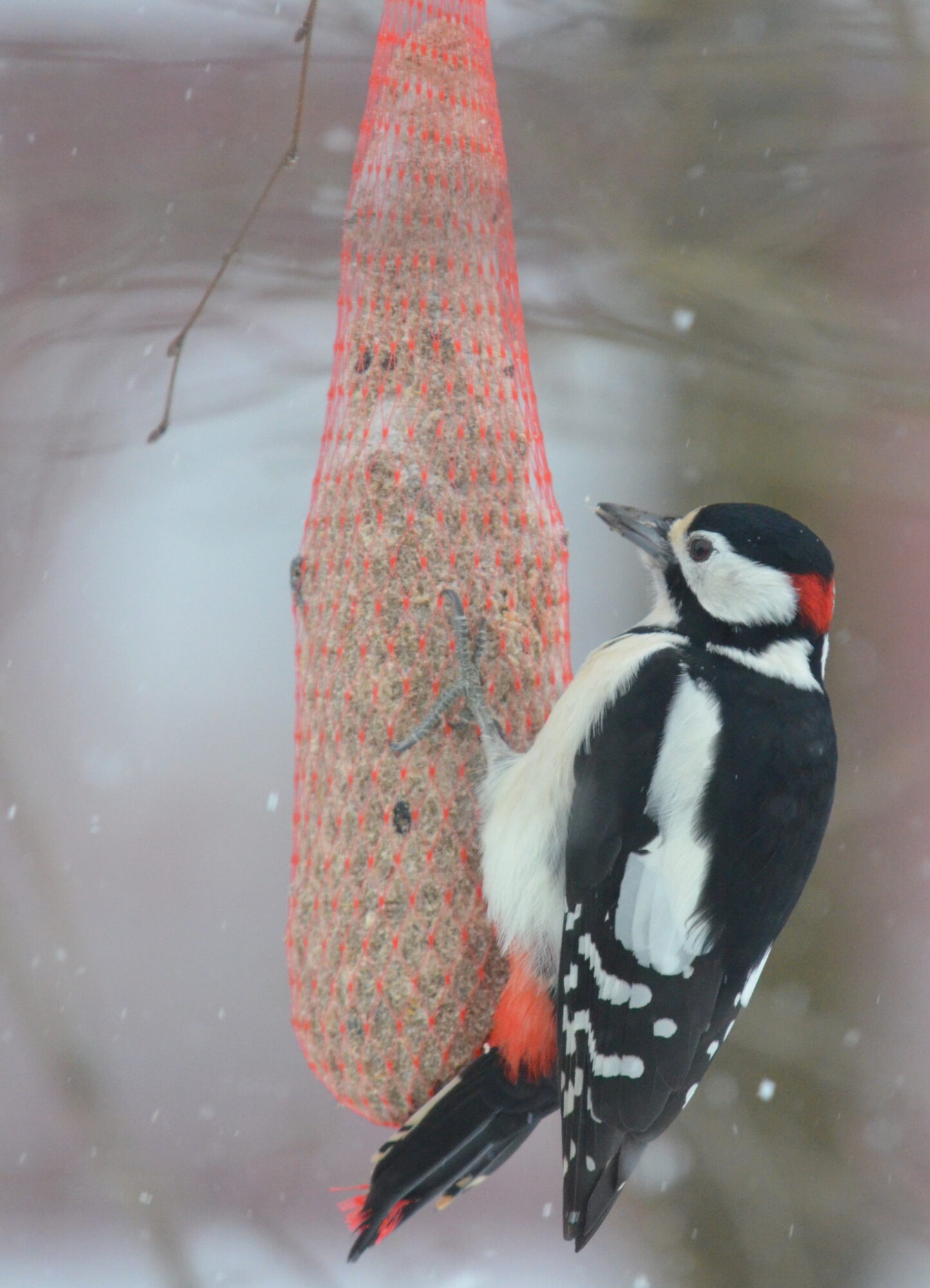 Valokuvaaja: Kaarlo Asikainen