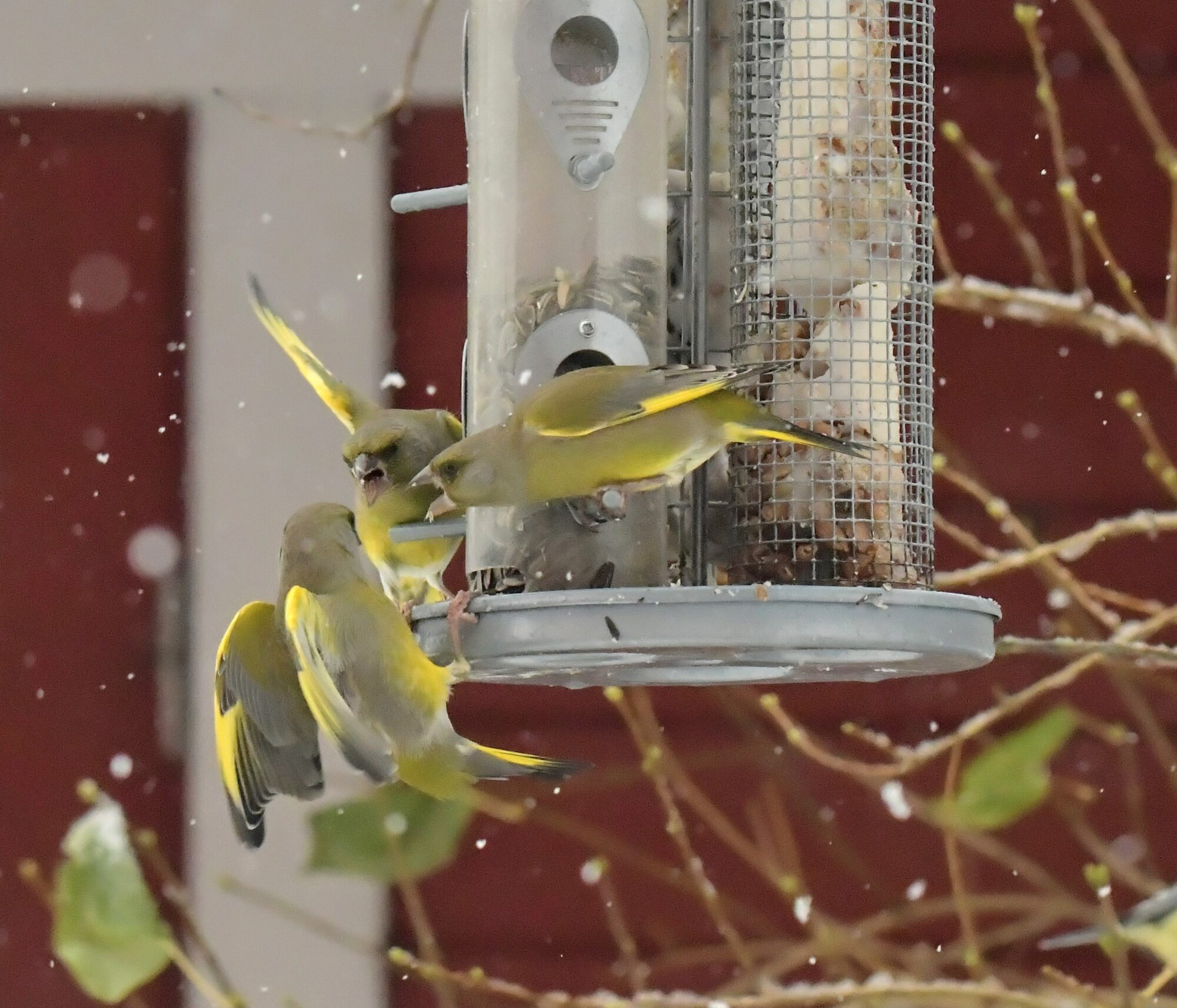 Valokuvaaja: Ritva Pietikäinen Valokuvaaja: Ritva Pietikäinen