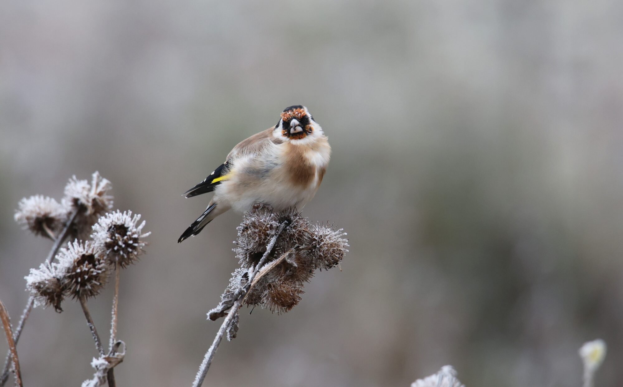 Valokuvaaja: Jaana Saarelainen
