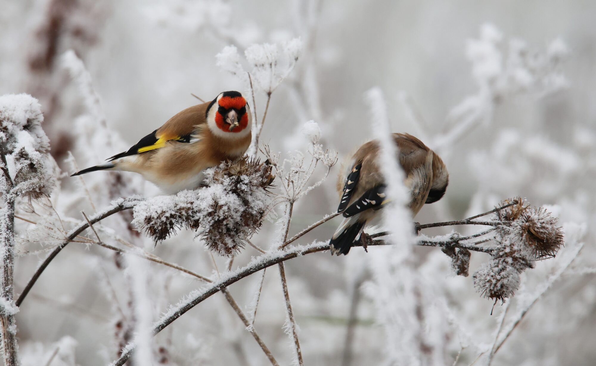 Valokuvaaja: Jaana Saarelainen Valokuvaaja: Jaana Saarelainen