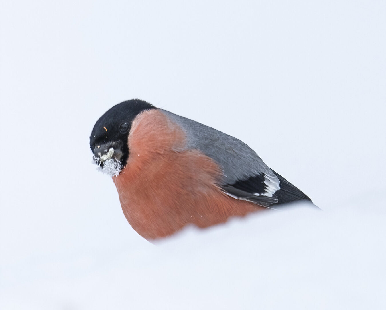 Valokuvaaja: Hannu Tikkanen