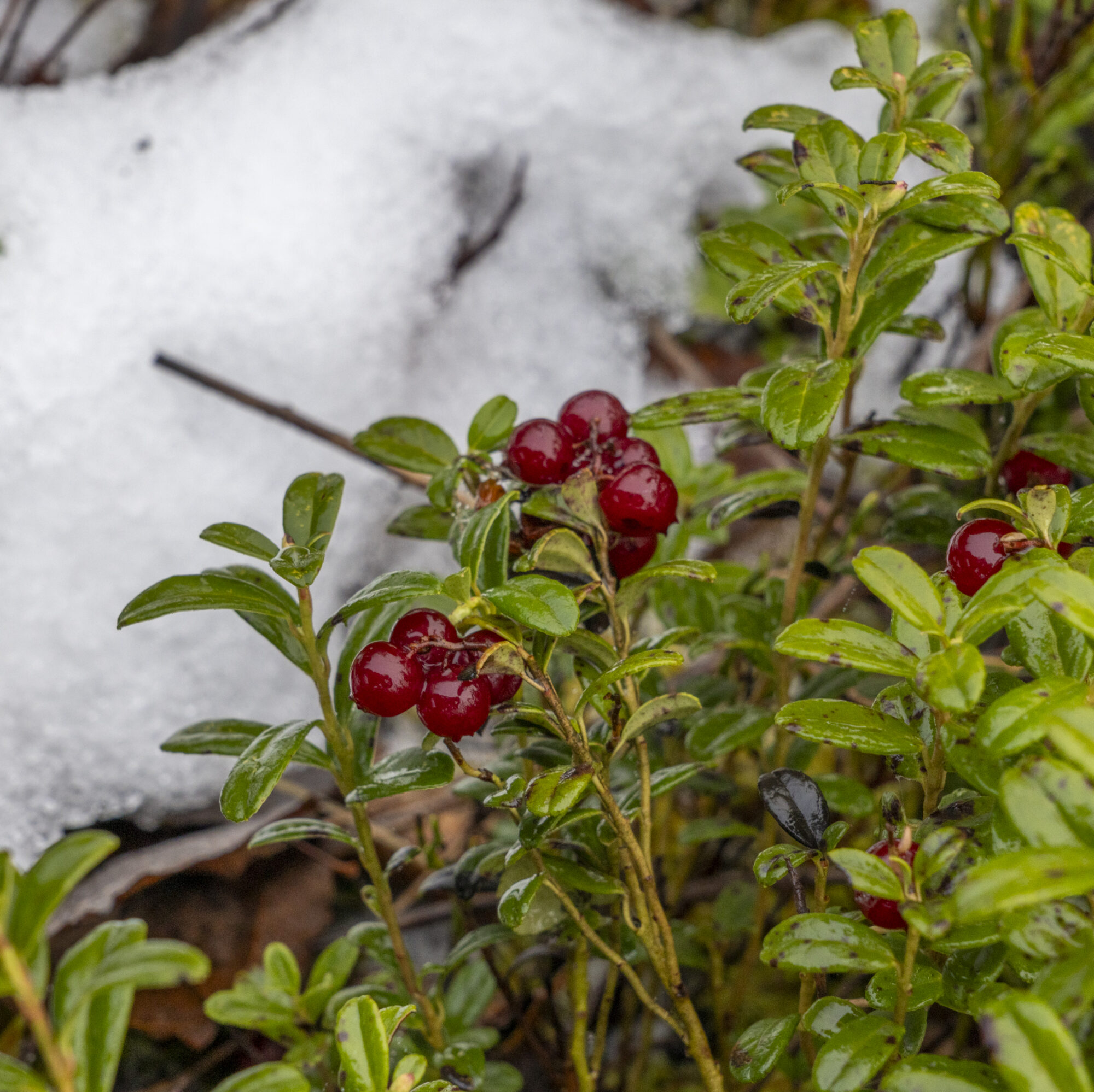 Valokuvaaja: Hannu Tikkanen