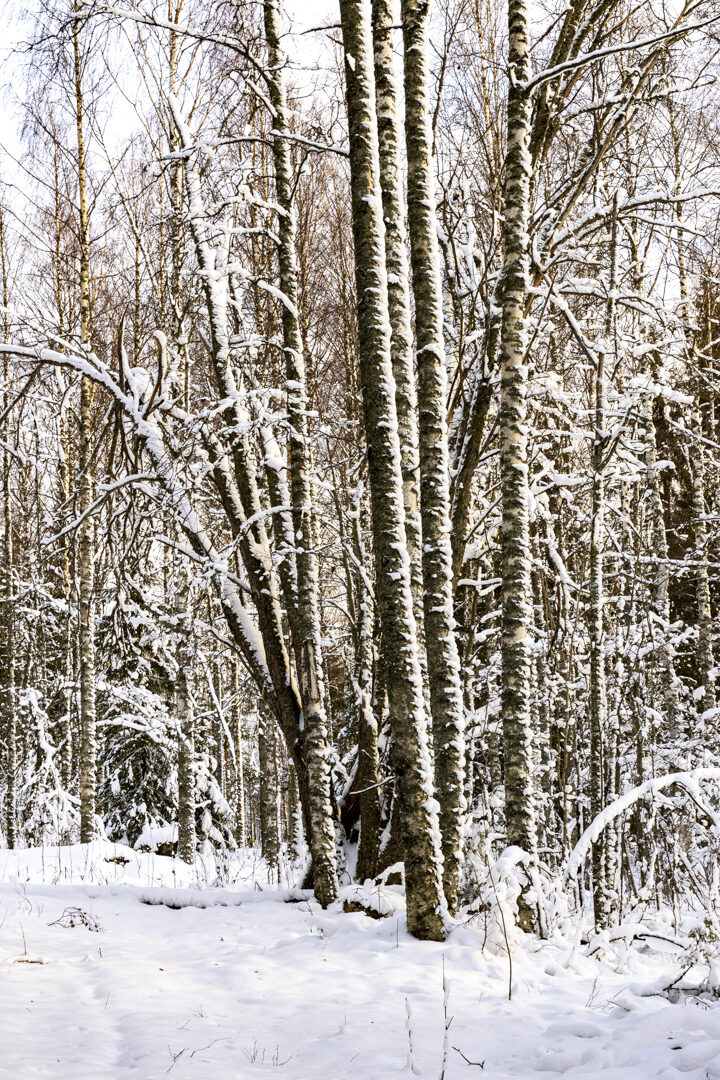 Valokuvaaja: Hannu Tikkanen