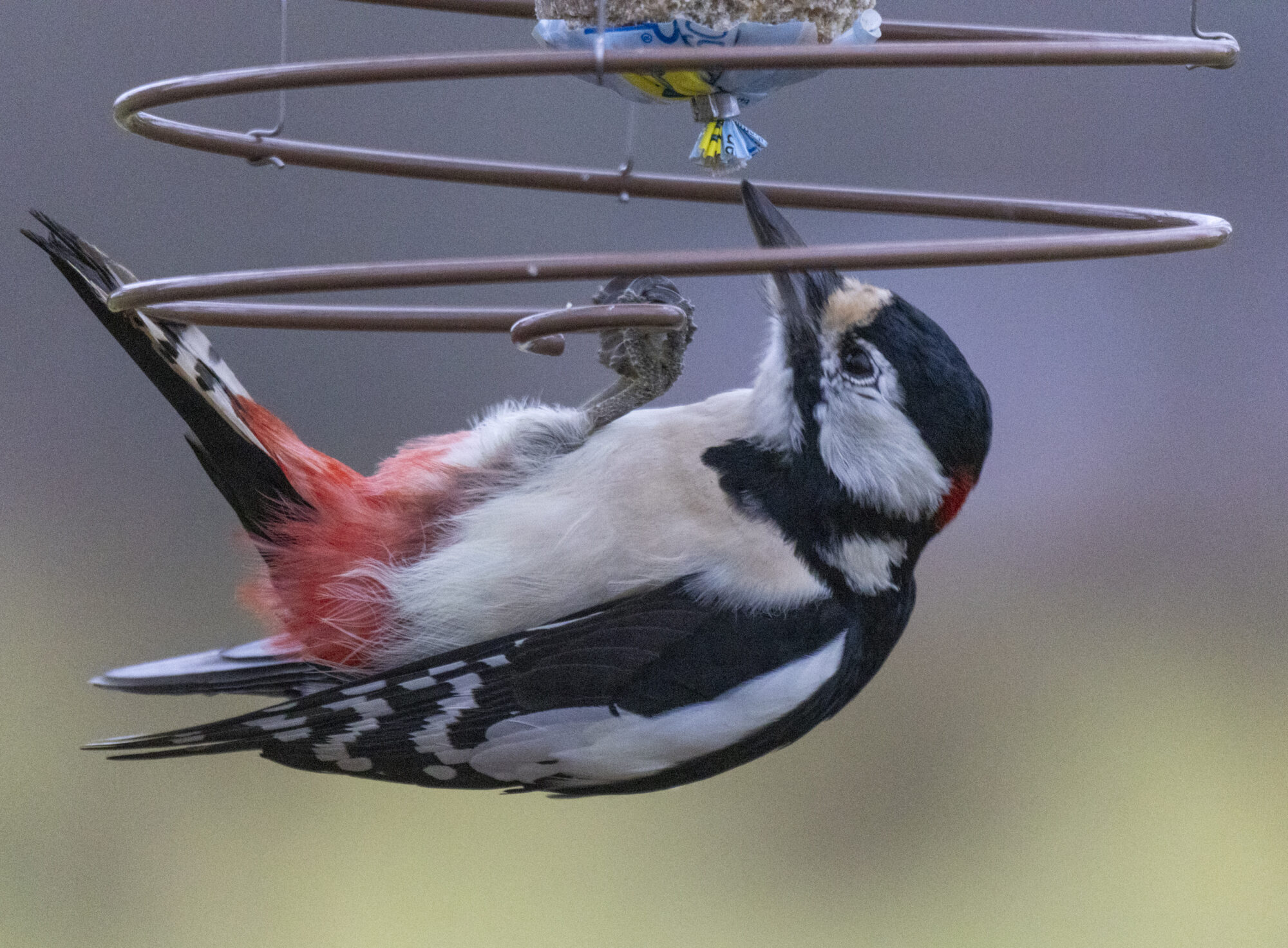 Valokuvaaja: Hannu Tikkanen