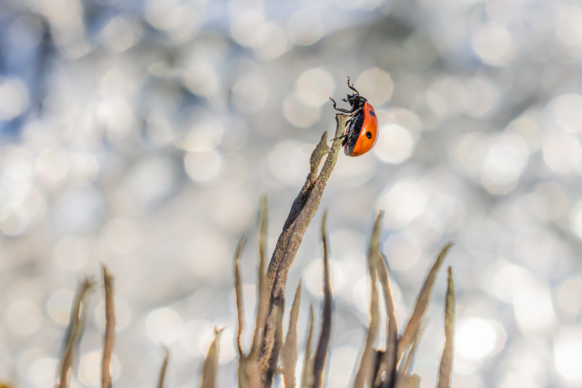 Valokuvaaja: Anne Patana
