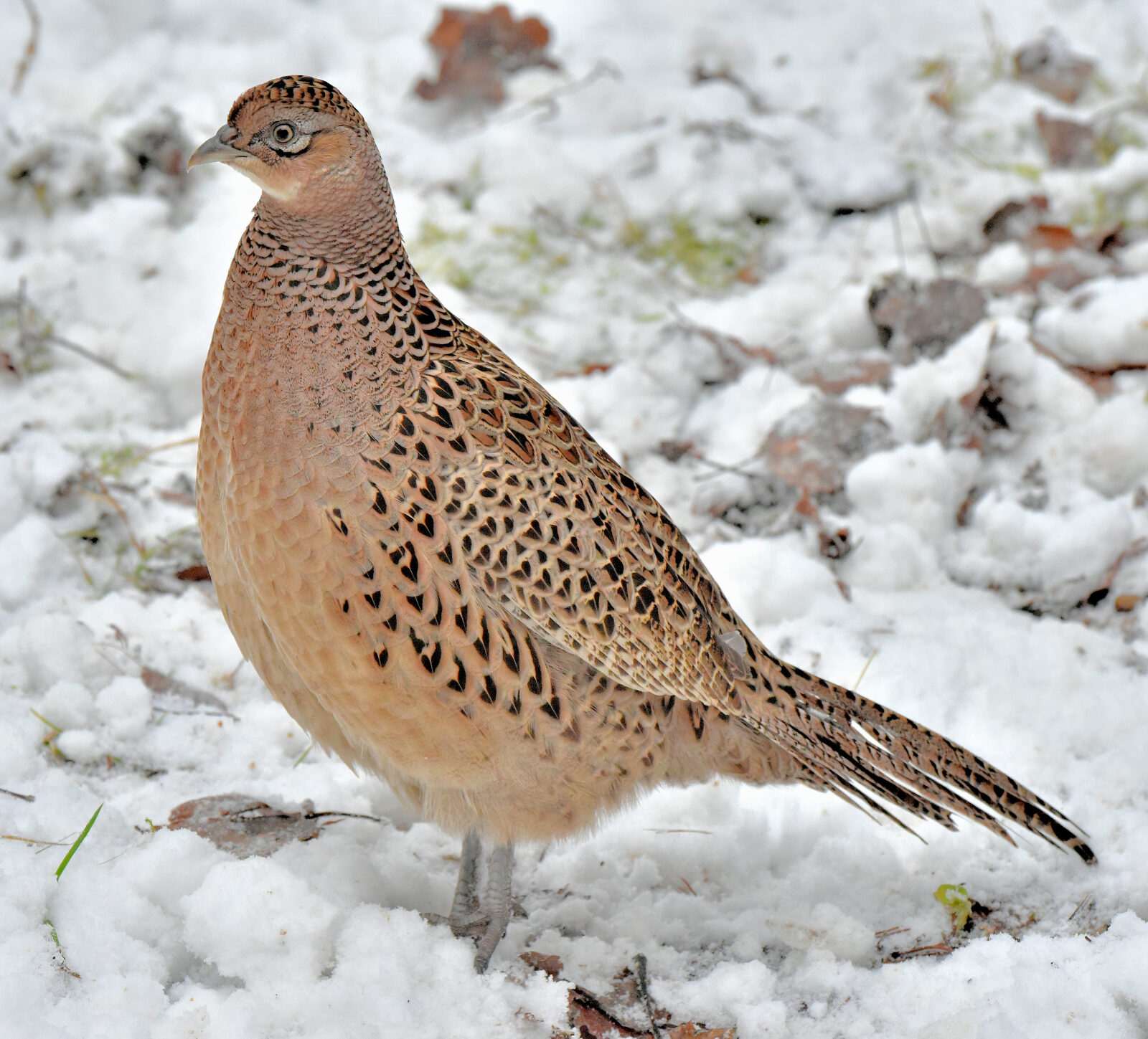 Valokuvaaja: Reijo Juurinen
