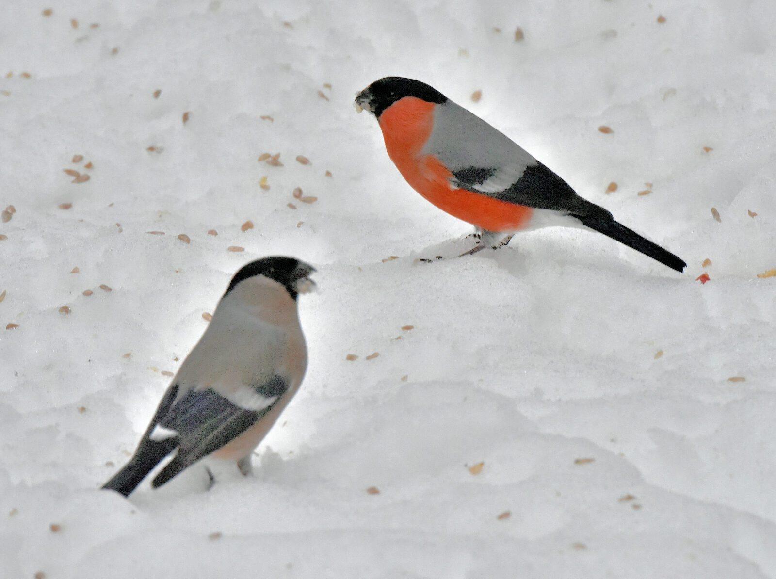 Valokuvaaja: Reijo Juurinen Valokuvaaja: Reijo Juurinen