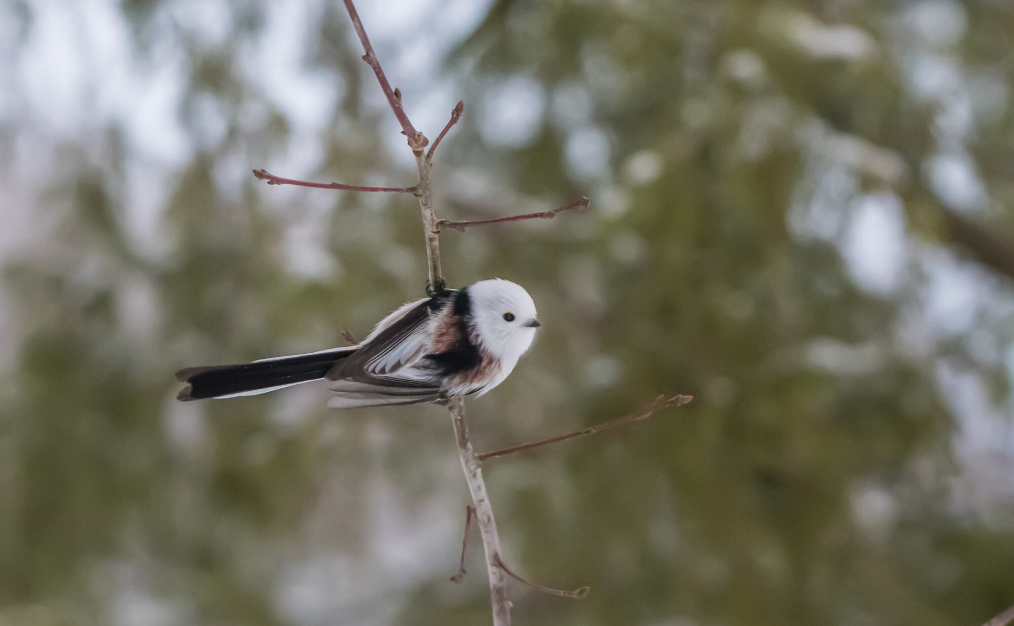 Valokuvaaja: Markku Saarinen