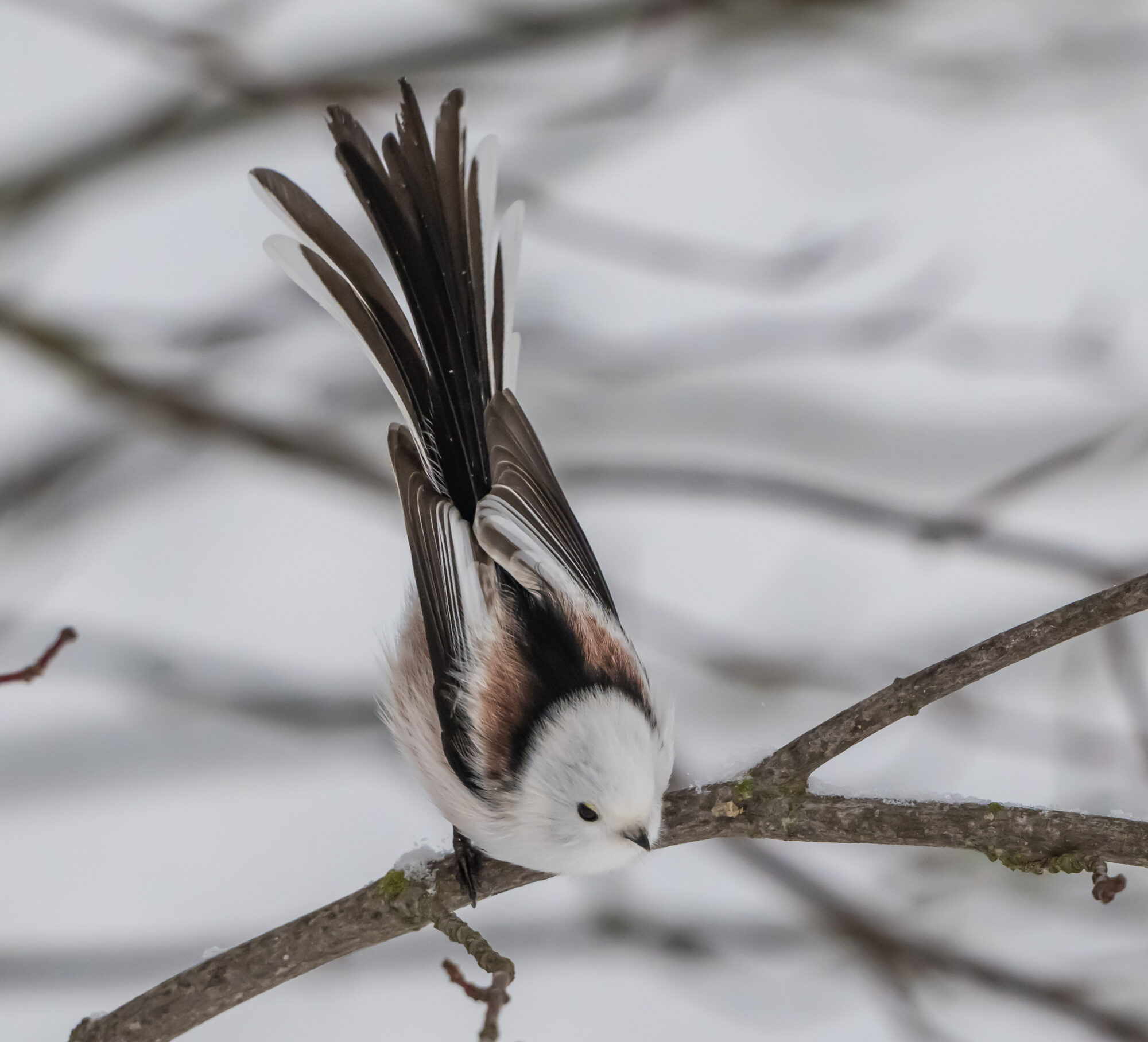 Valokuvaaja: Markku Saarinen